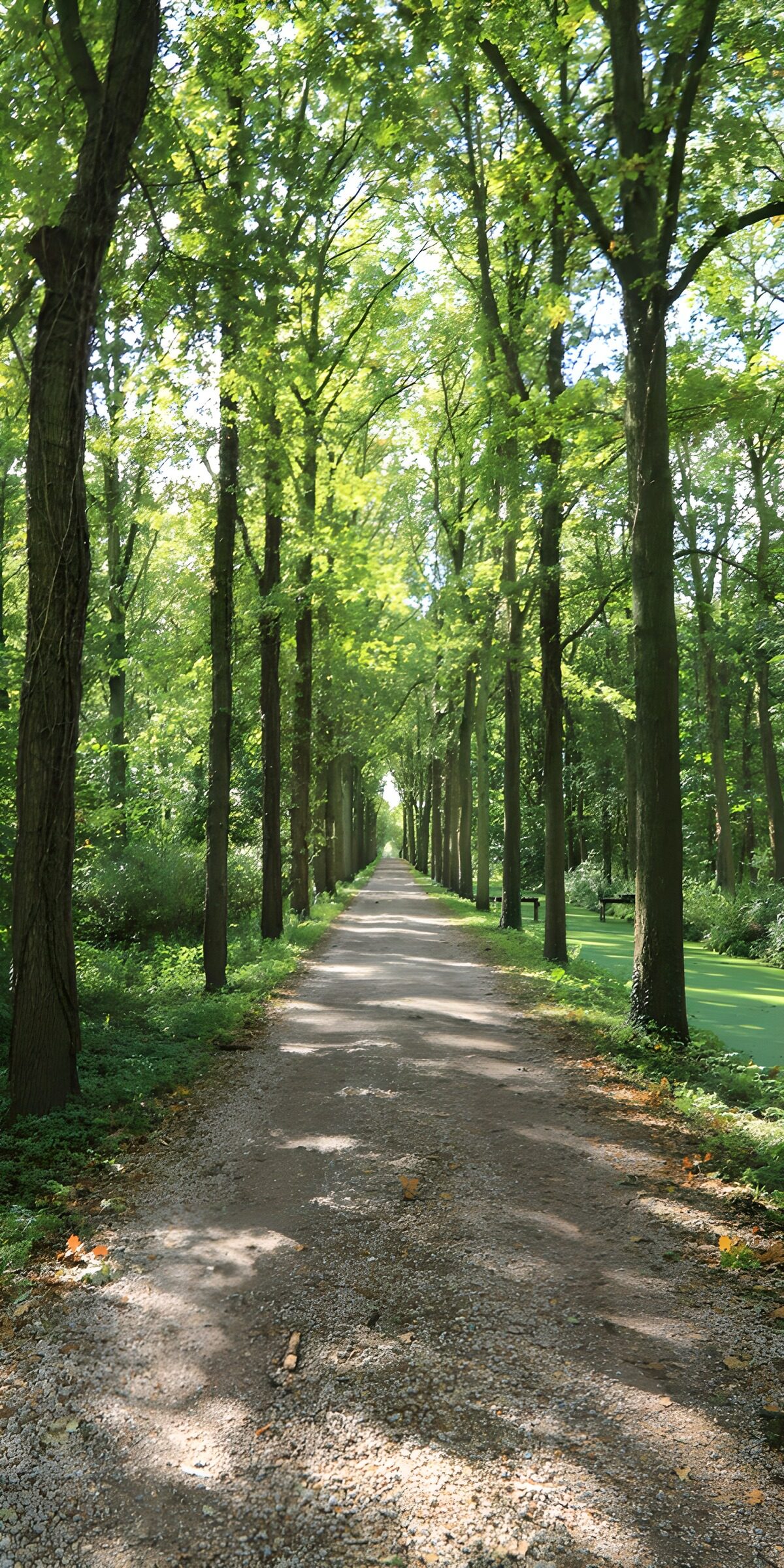 PDGIT3202386: Viale alberato tra luce e ombra