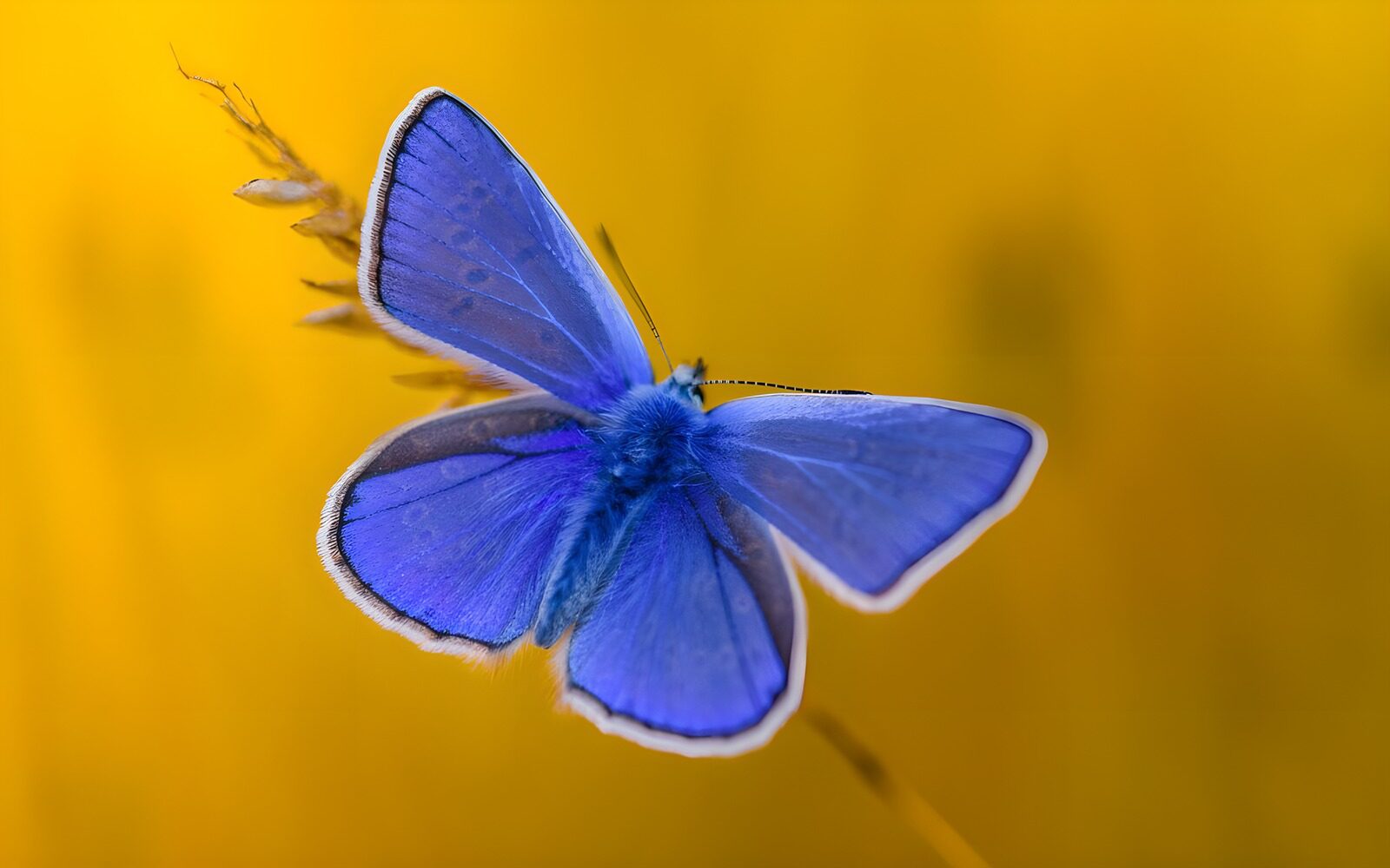 PDGIT6799563: Farfalla blu ad ali aperte sul giallo