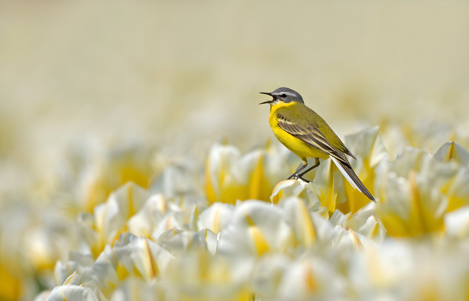 PDGIT2377202: Cutrettola tra i tulipani di primavera