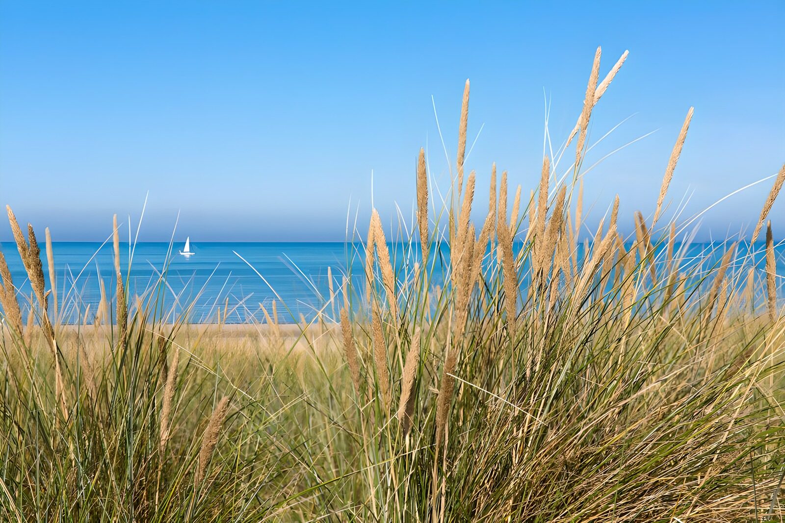 PDGIT1429602: Erbe delle dune e mare turchese