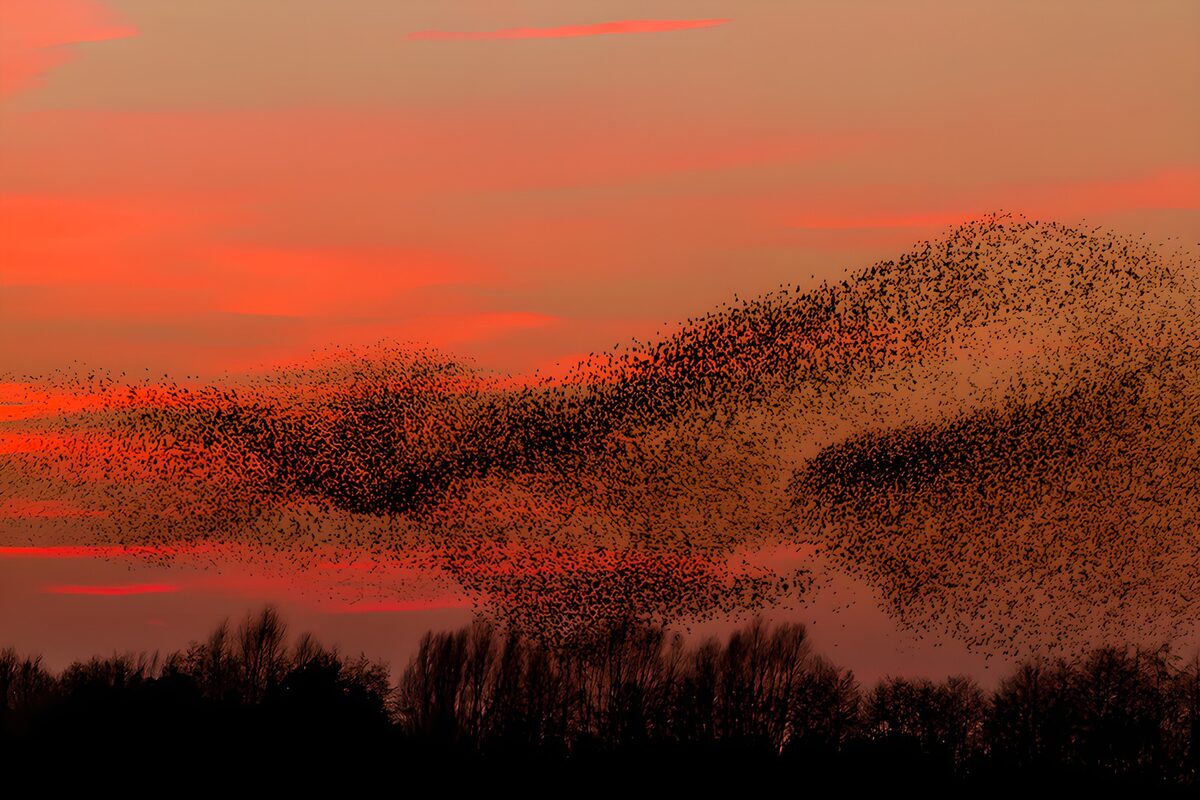 PDGIT5526854: Stormo in volo nel cielo rosso