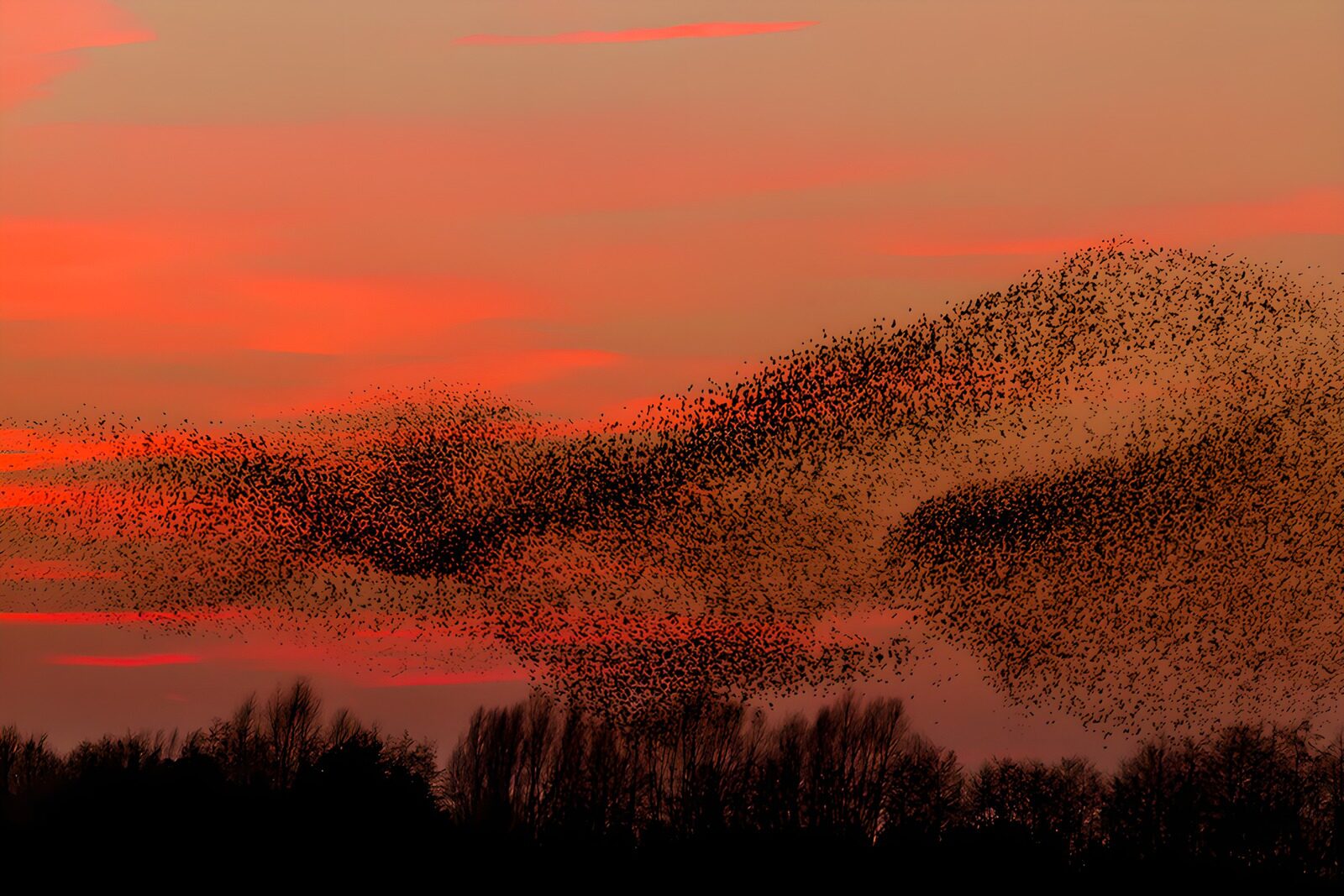PDGIT5526854: Stormo in volo nel cielo rosso