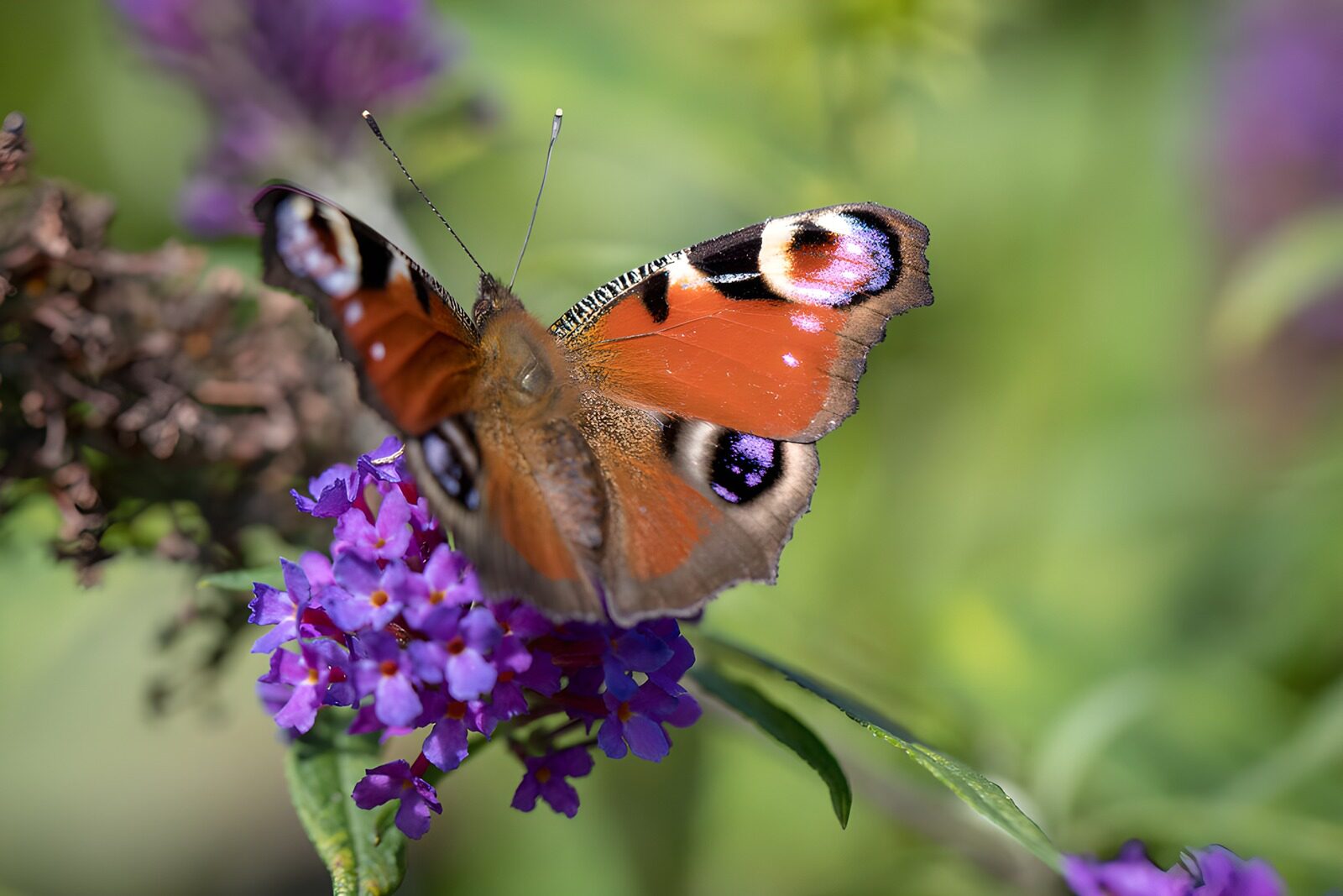 PDGIT9449735: Vanessa io sui fiori viola al sole