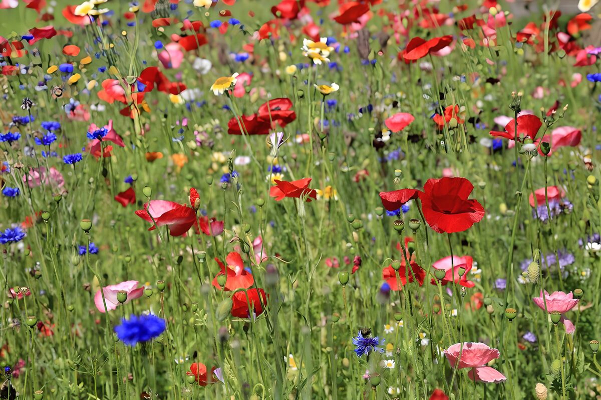 PDGIT7322628: Il canto rosso e blu dei fiori di campo