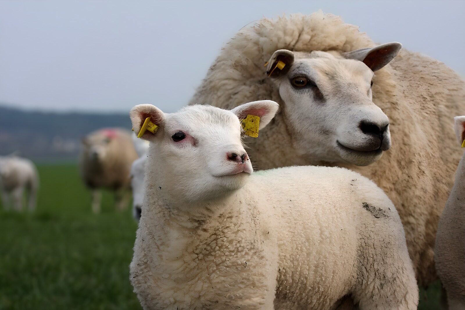 PDGIT5315557: Pecora e agnello, vicini al pascolo