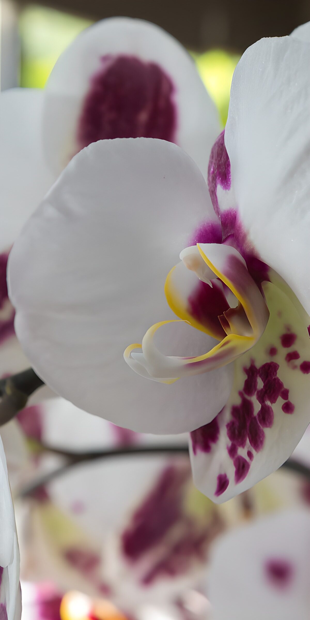PDGIT3921112: Orchidea bianca e viola in luce morbida