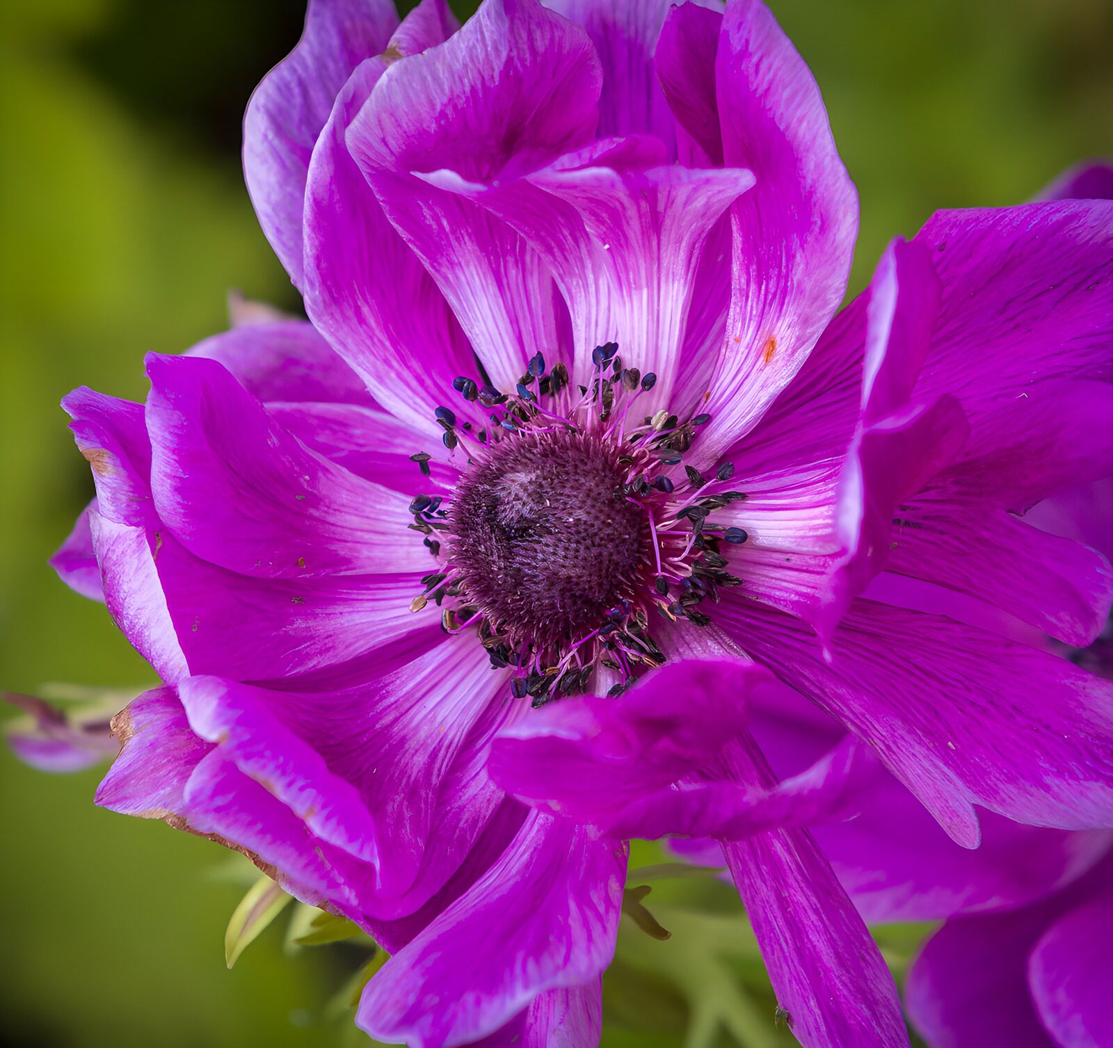 PDGIT8837624: Anemone rosa e viola in primo piano