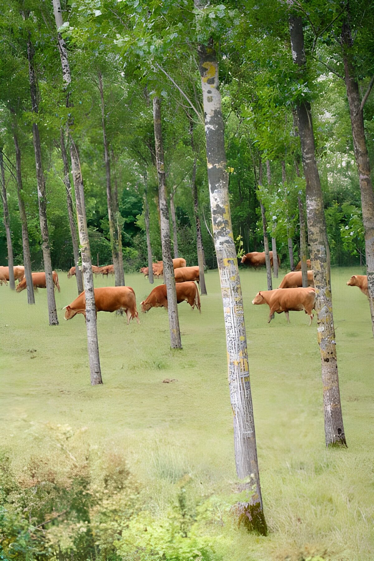 Mandria al pascolo tra gli alberi