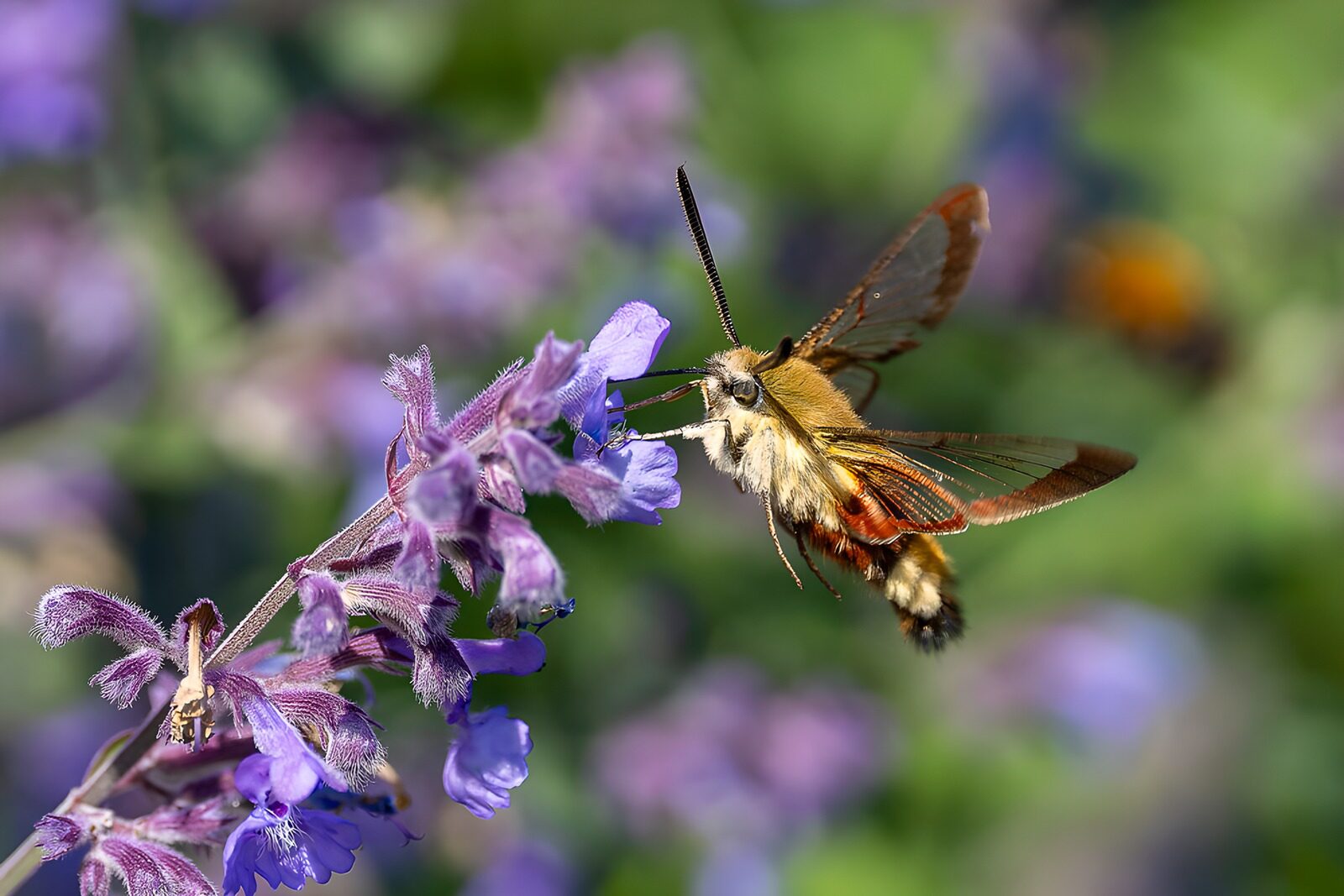 PDGIT4753724: Falena in volo sui fiori viola