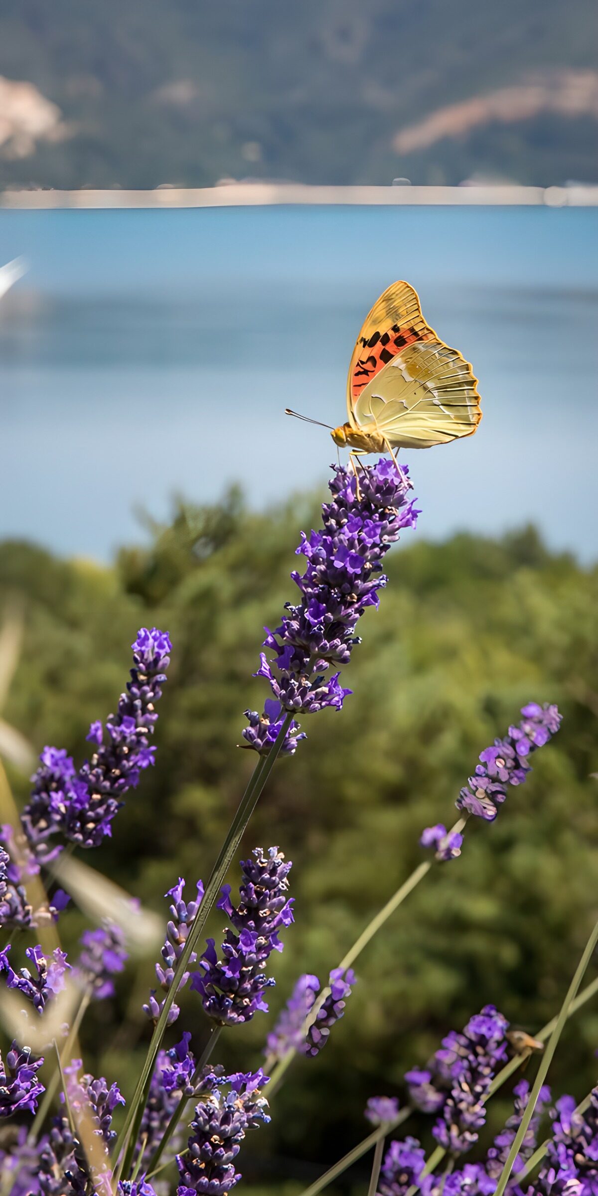 Farfalla sulla lavanda al sole