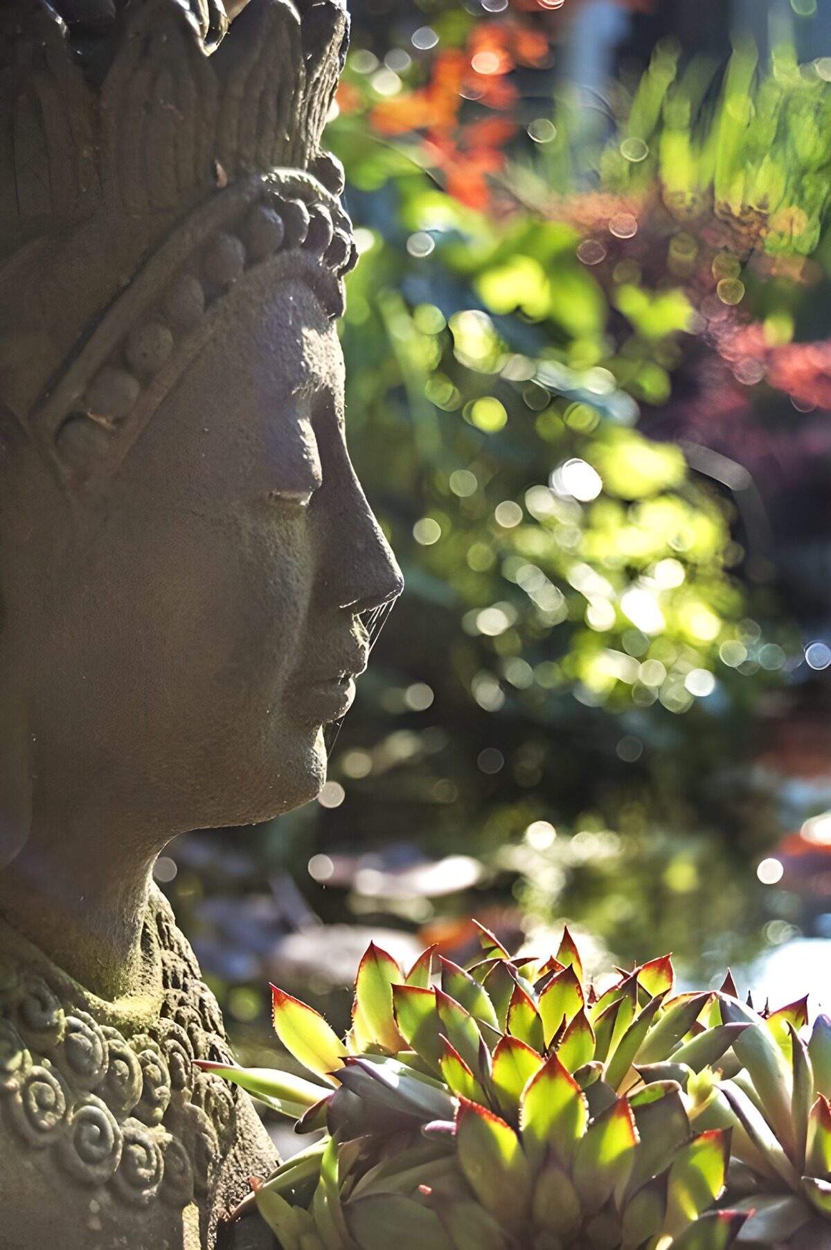 PDGIT5002491: Buddha di profilo tra le piante grasse