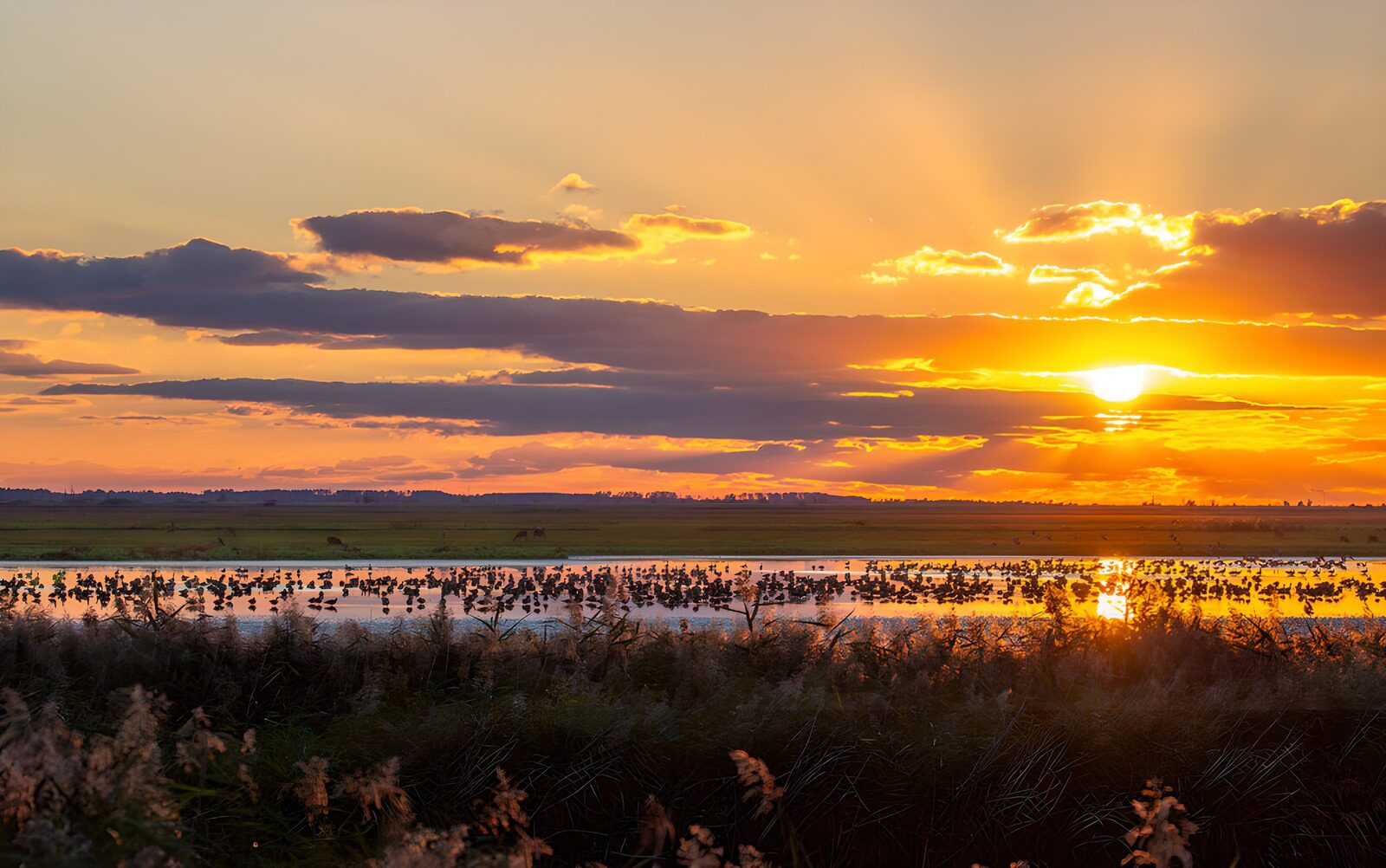 PDGIT4310688: Uccelli acquatici al tramonto
