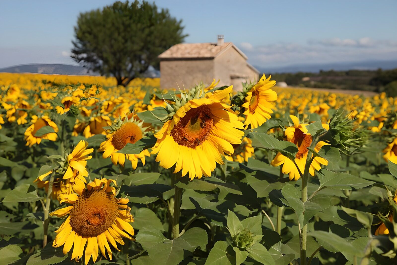 PDGIT6876305: Campo di girasoli con casa al sole