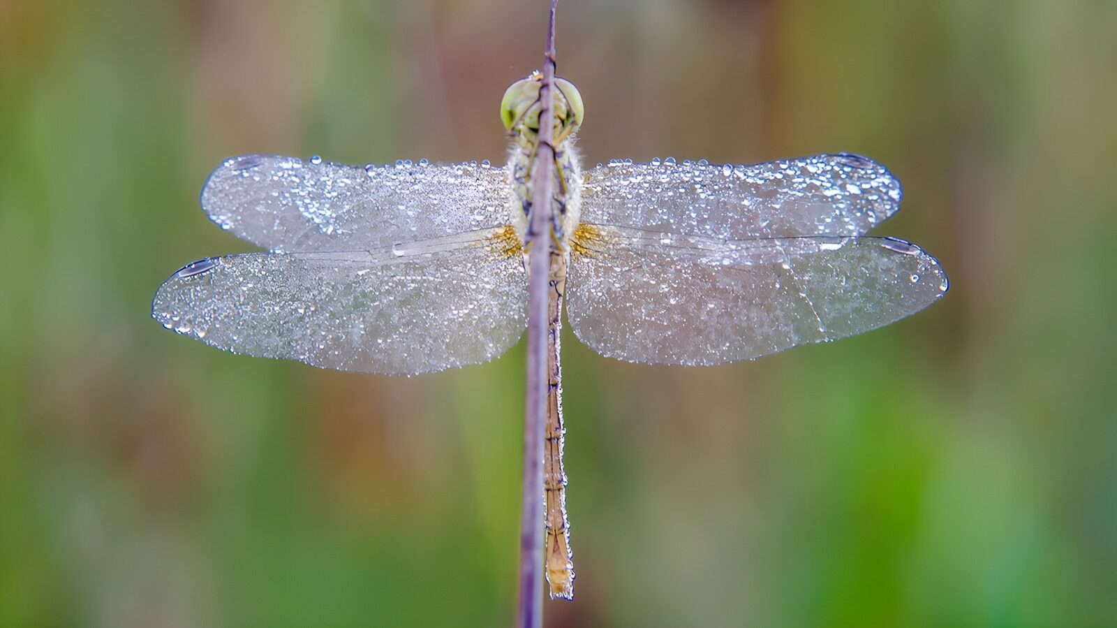 PDGIT4832320: Libellula con ali coperte di rugiada