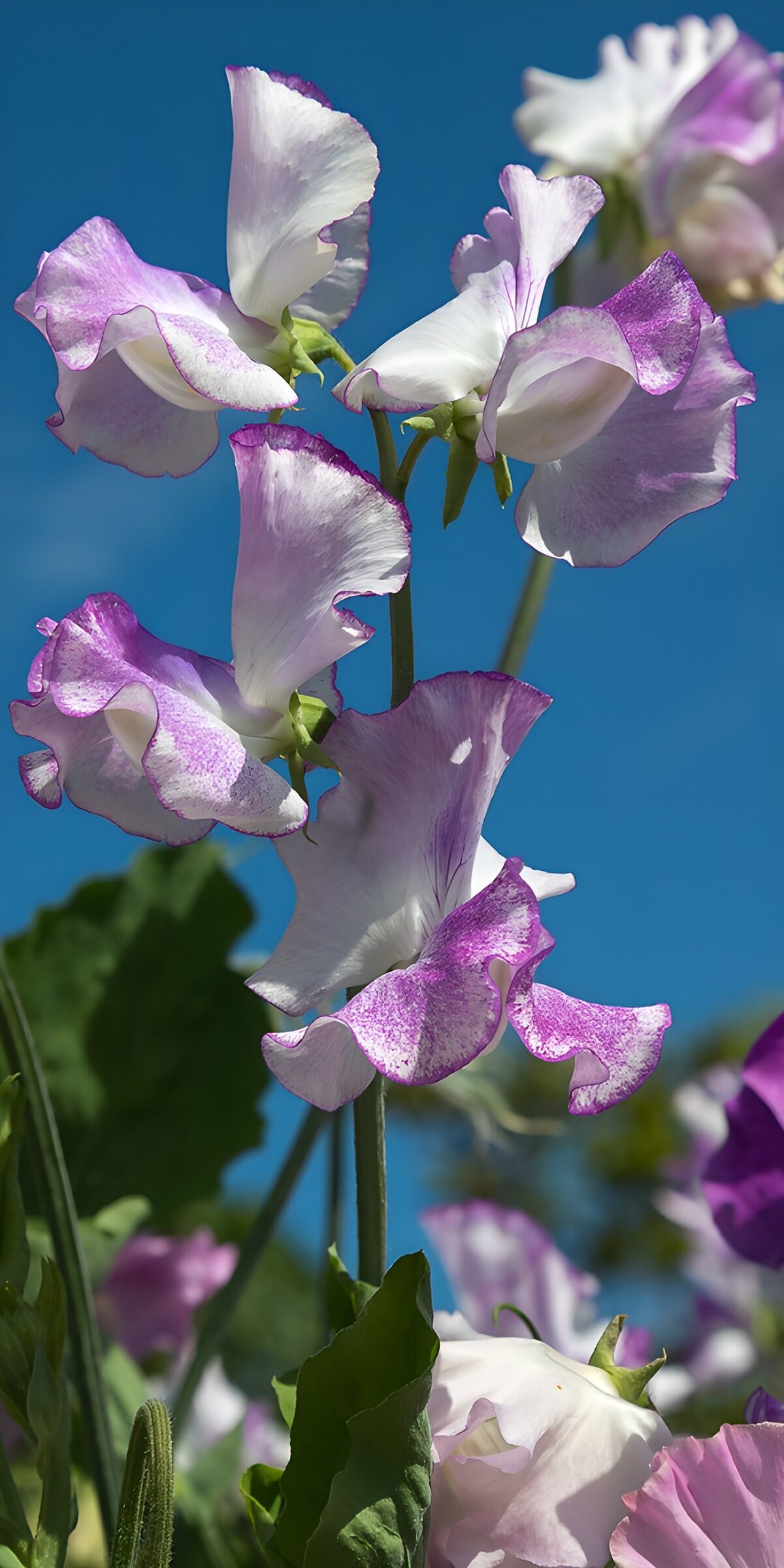 PDGIT8453310: Piselli odorosi bianchi e viola al sole
