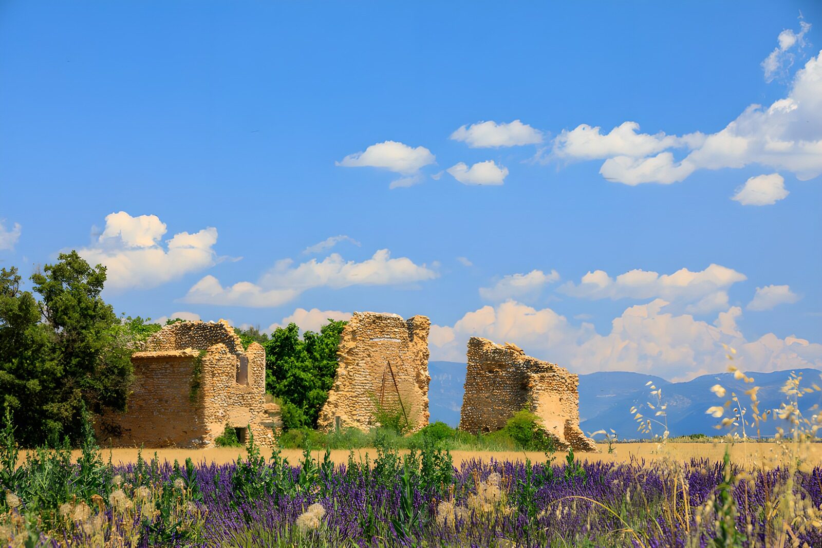 PDGIT3907120: Rovine in pietra tra i fiori d’estate