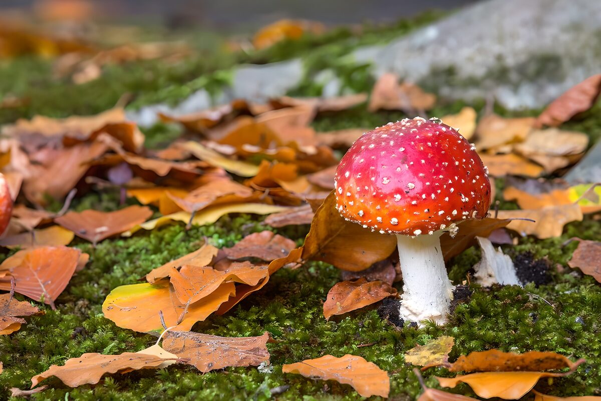PDGIT5078493: Amanita rossa sul muschio d’autunno