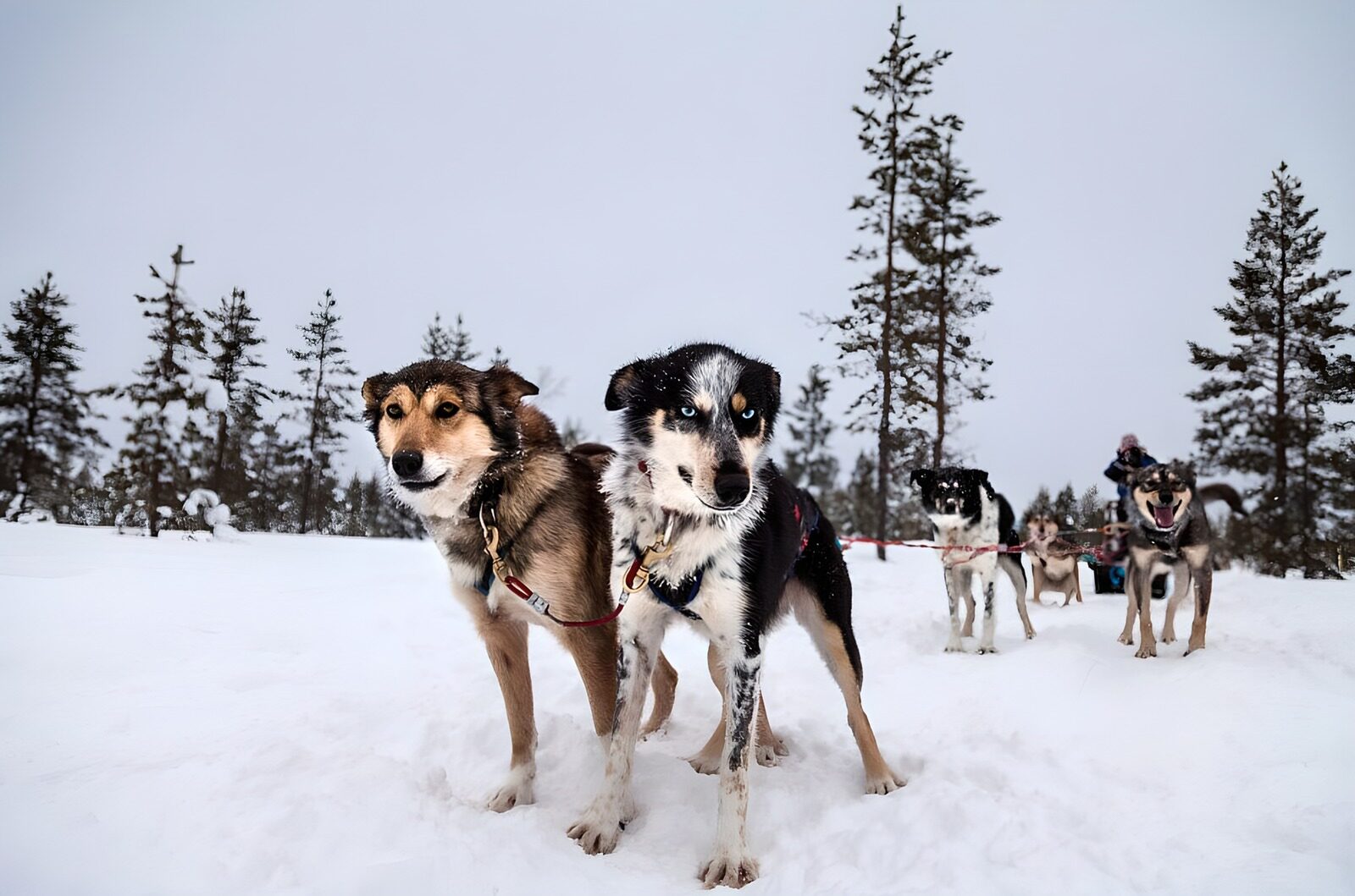 PDGIT8883925: Cani da slitta in attesa sulla neve