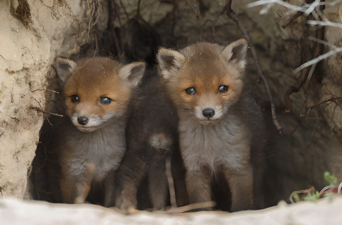 PDGIT1435835: Due cuccioli di volpe, vicini nella tana