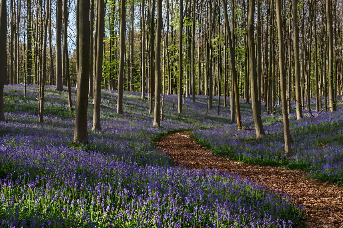 PDGIT6637283: Sentiero nel bosco tra i fiori blu