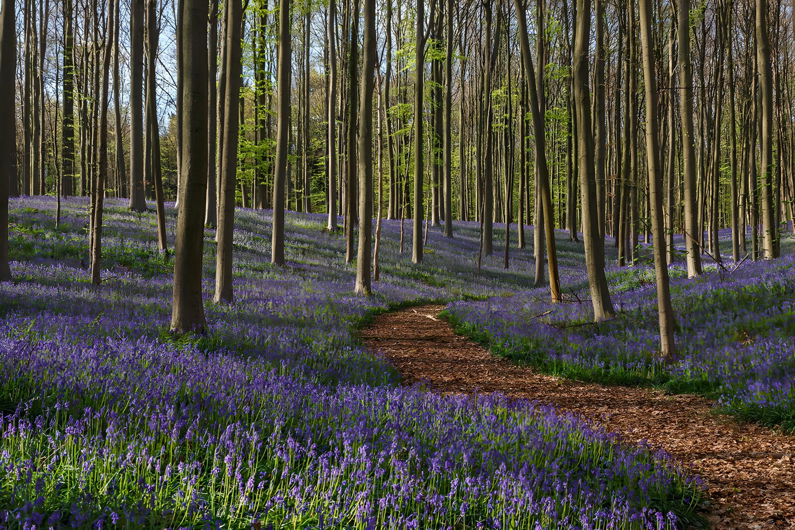 PDGIT6637283: Sentiero nel bosco tra i fiori blu