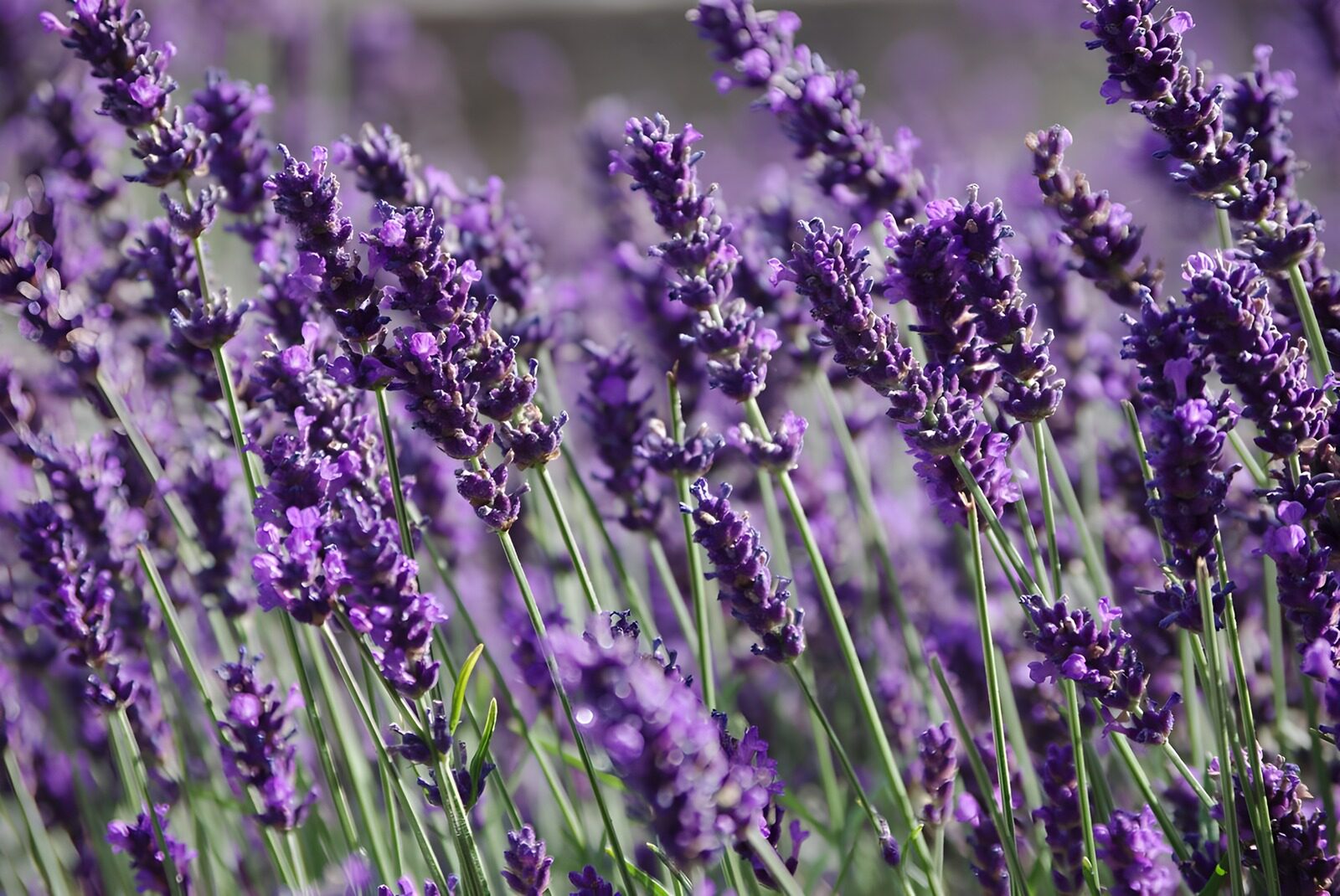 PDGIT8782011: Lavanda in fiore al sole