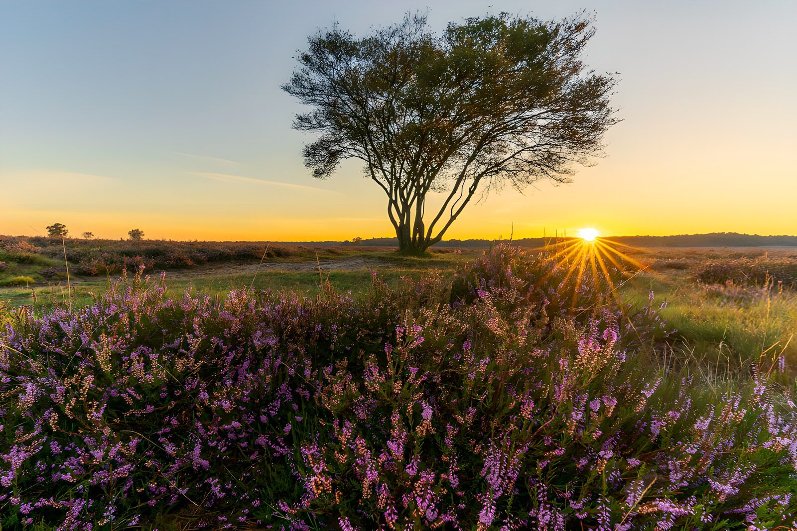 PDGIT4517408: Erica in fiore e albero al sole basso