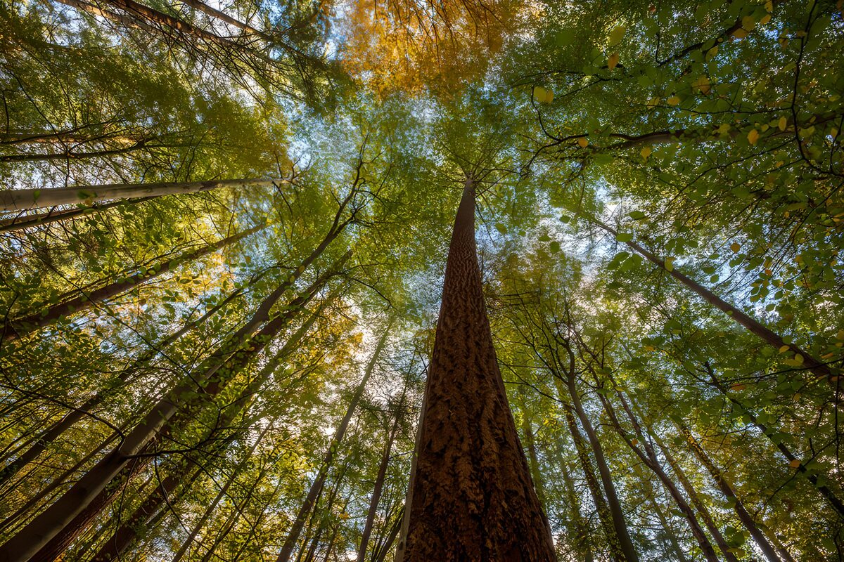 PDGIT7723951: Alberi slanciati visti dal basso