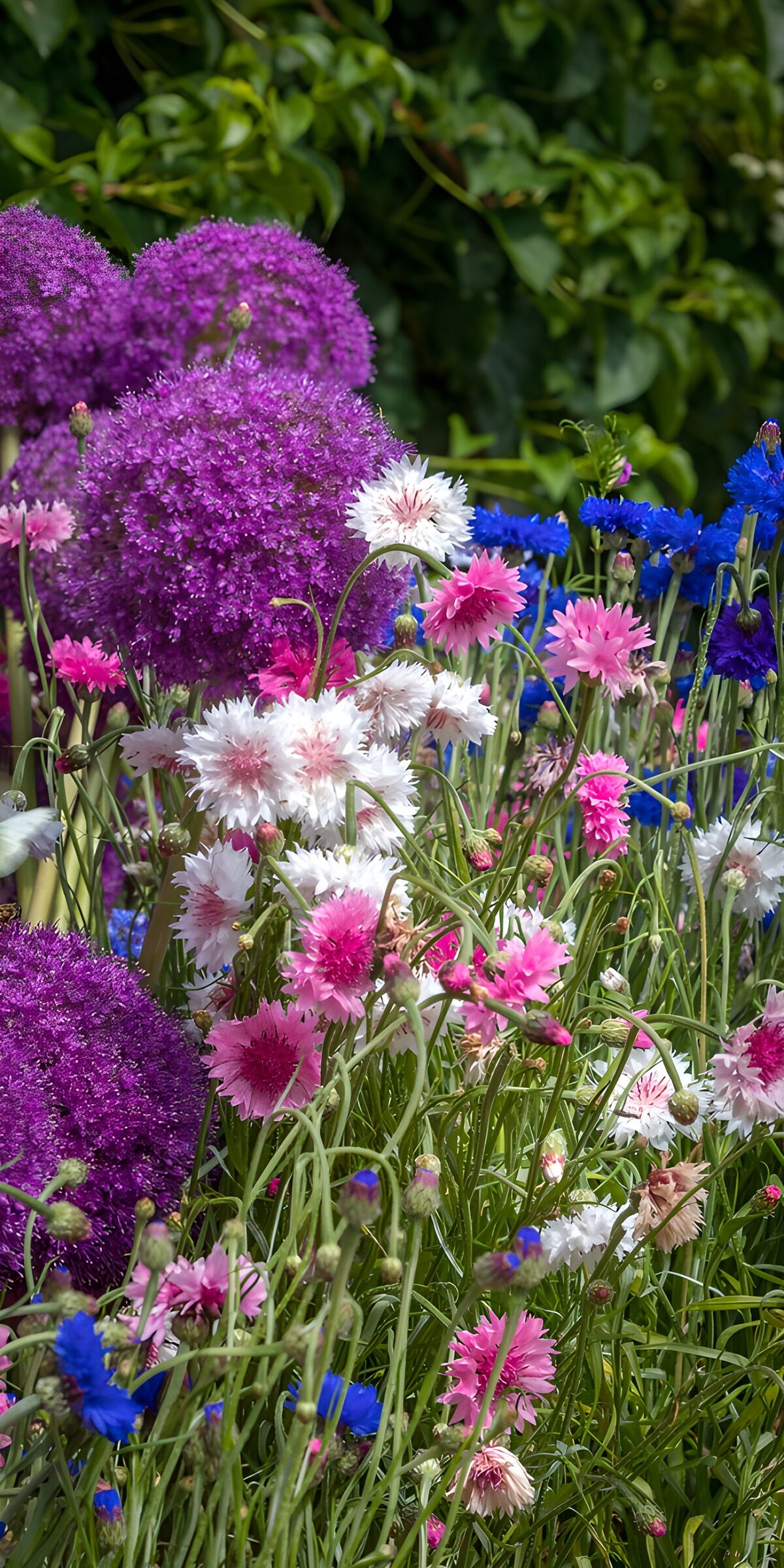 PDGIT1867496: Fiordalisi e allium al sole