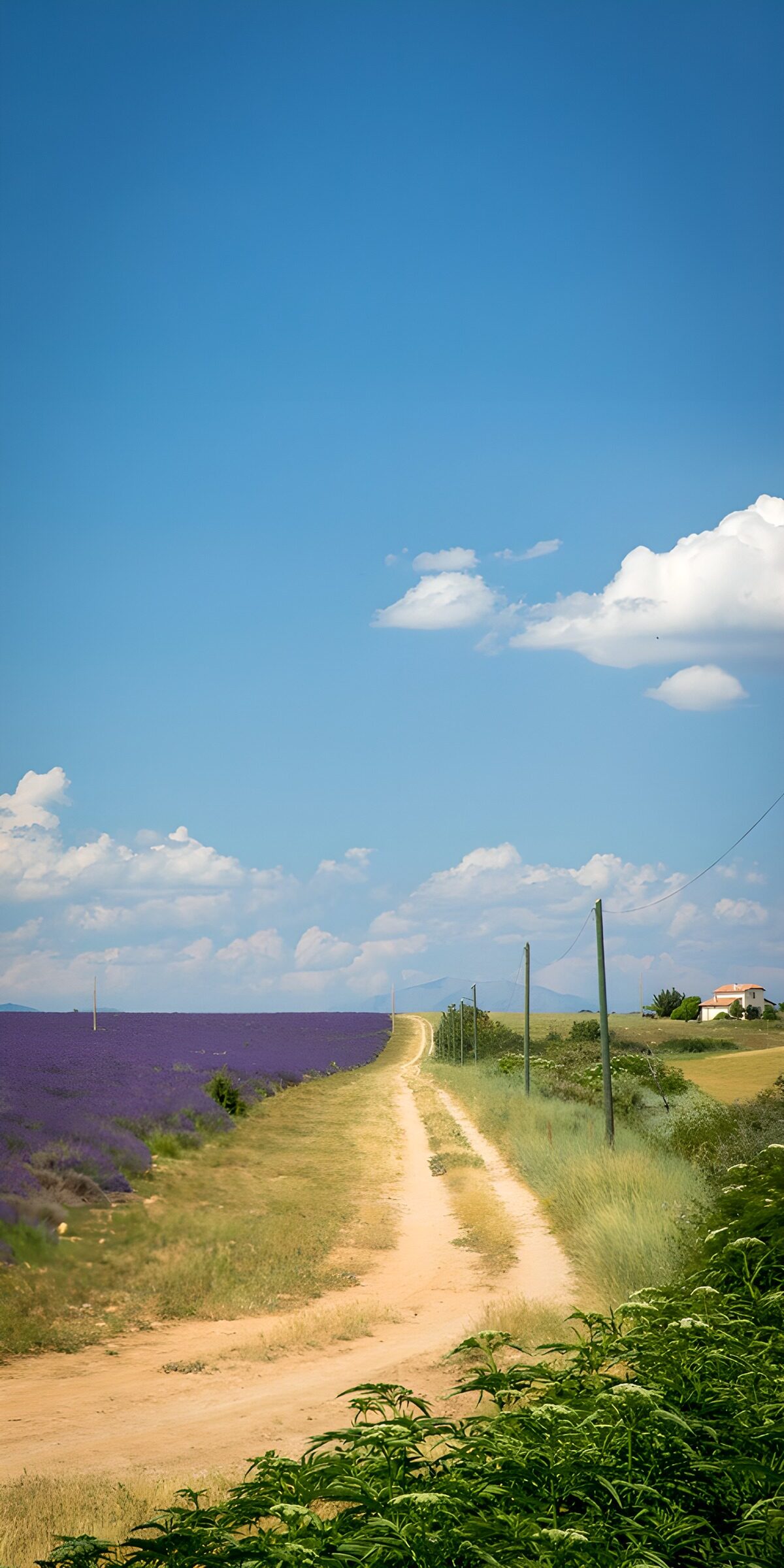 PDGIT4754826: Strada bianca accanto alla lavanda
