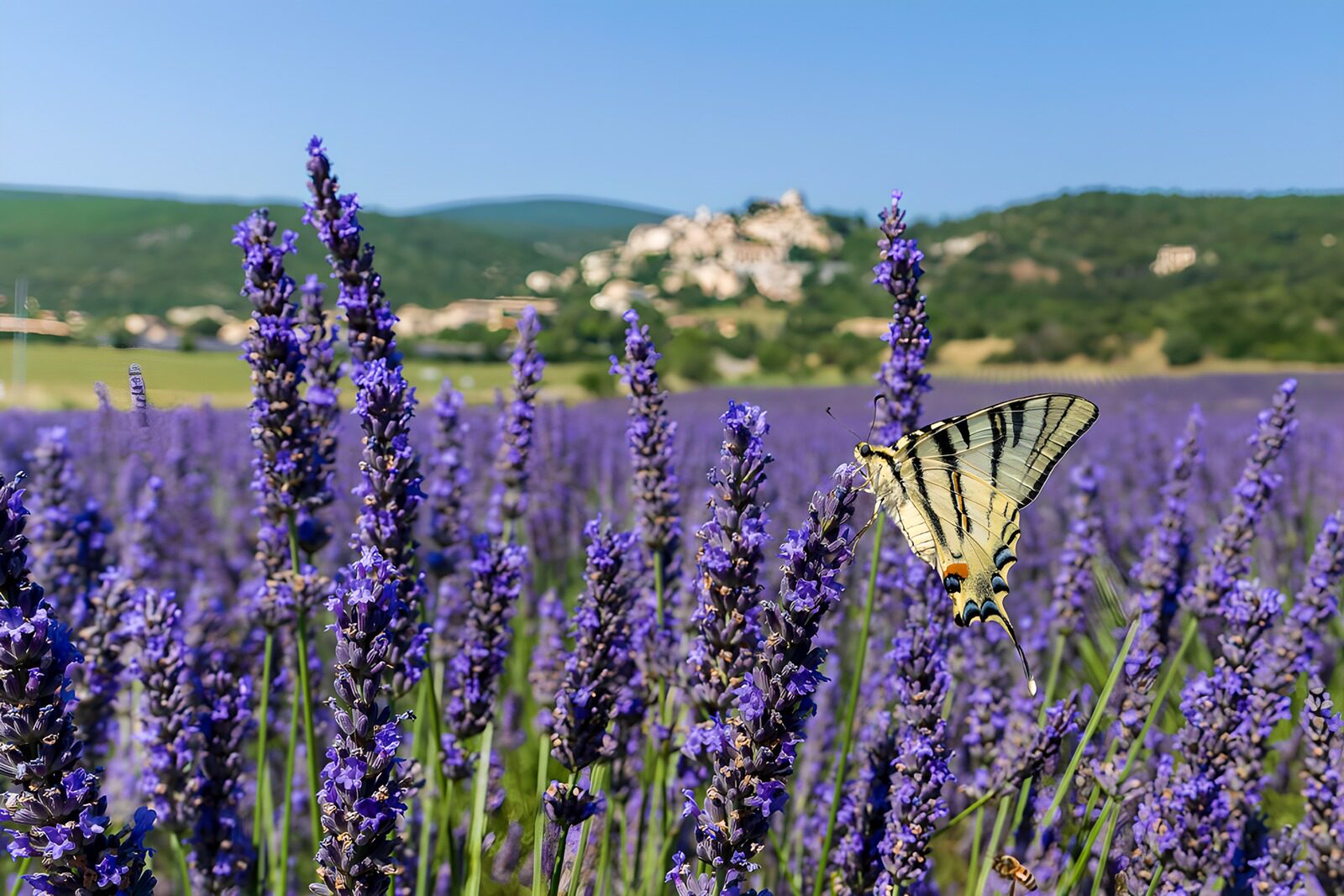 PDGIT1483843: Ali di sole sul mare di lavanda