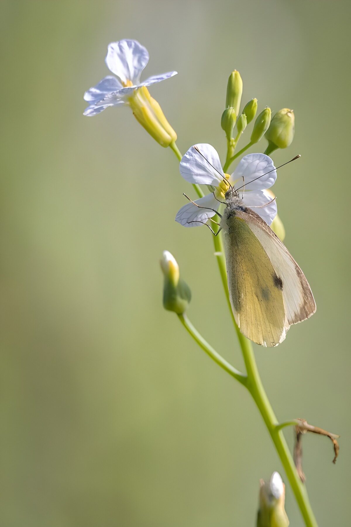 PDGIT6902387: Farfalla bianca su un fiore delicato