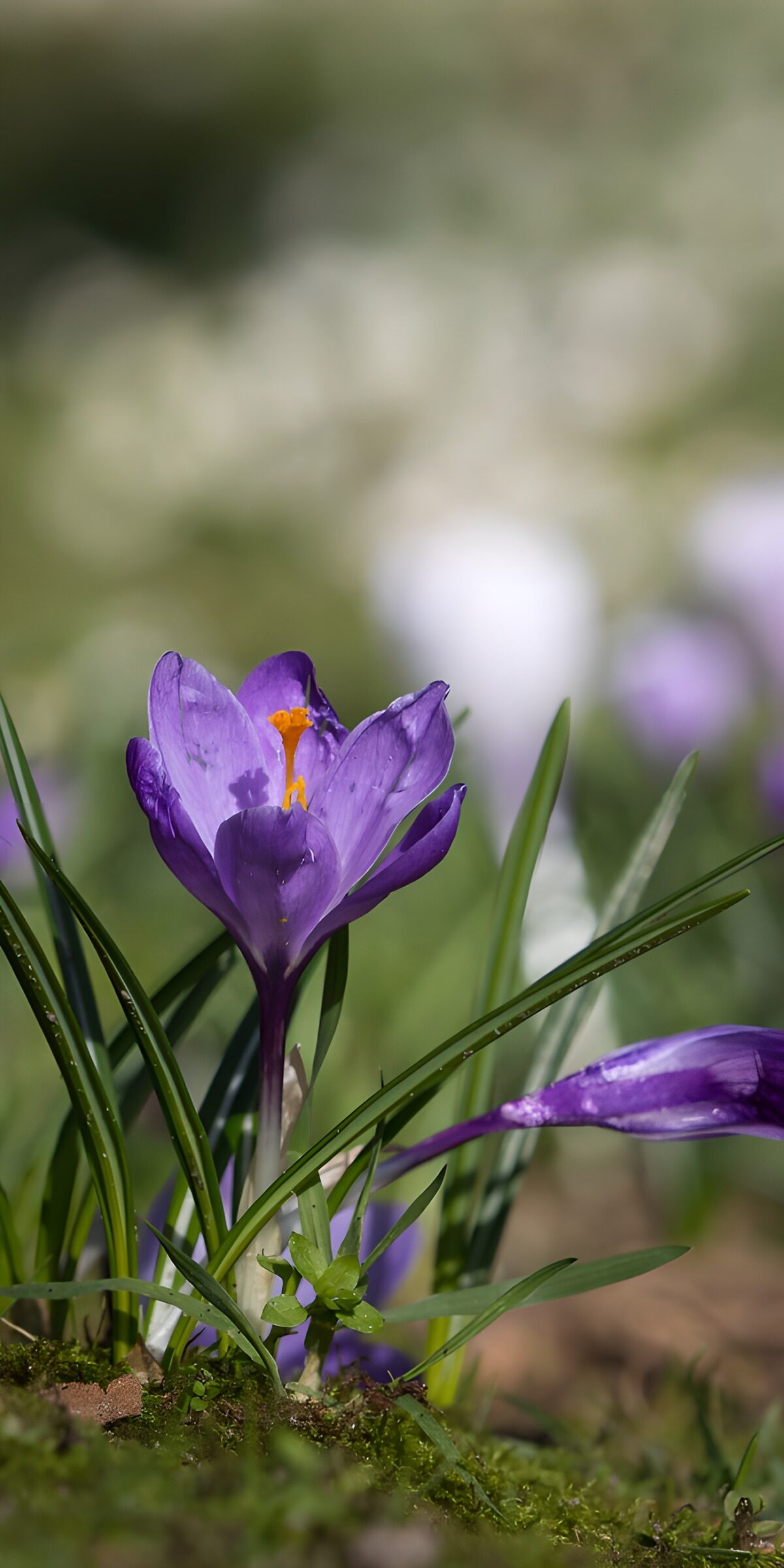 PDGIT3750710: Croco viola nella luce di primavera