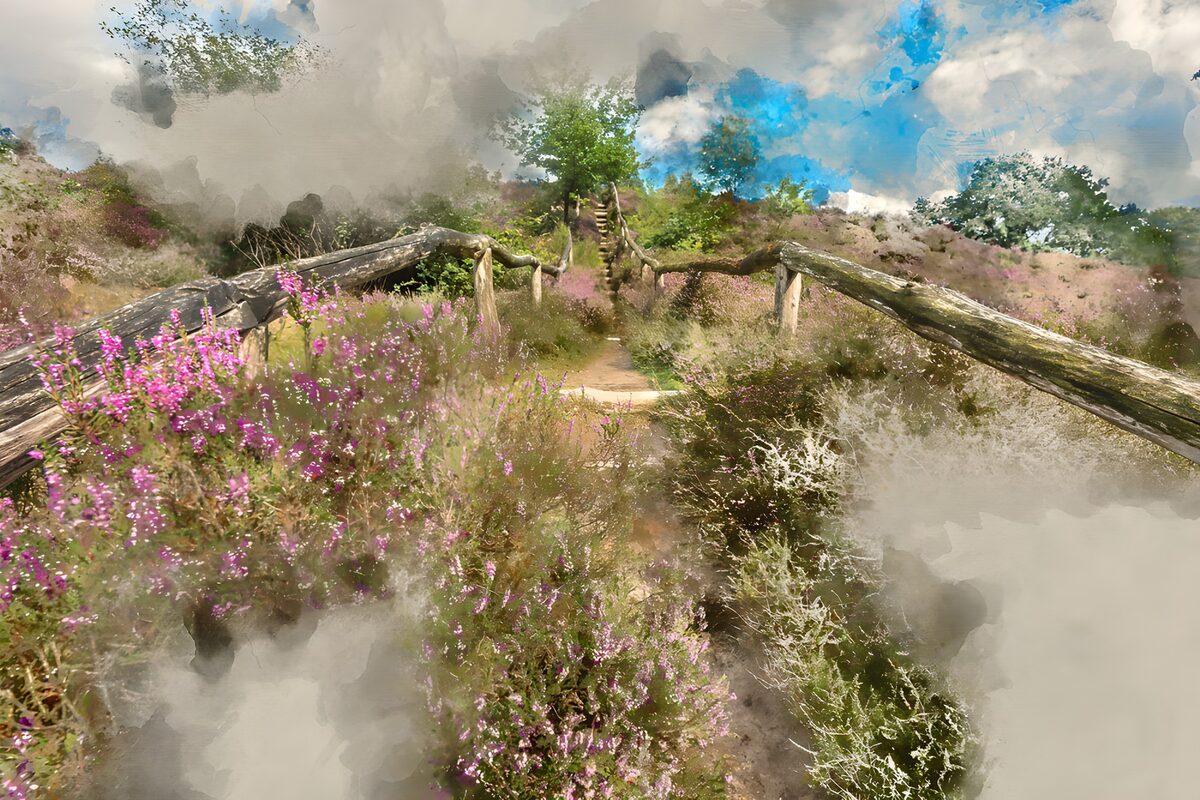 PDGIT1549970: Sentiero tra l’erica in fiore