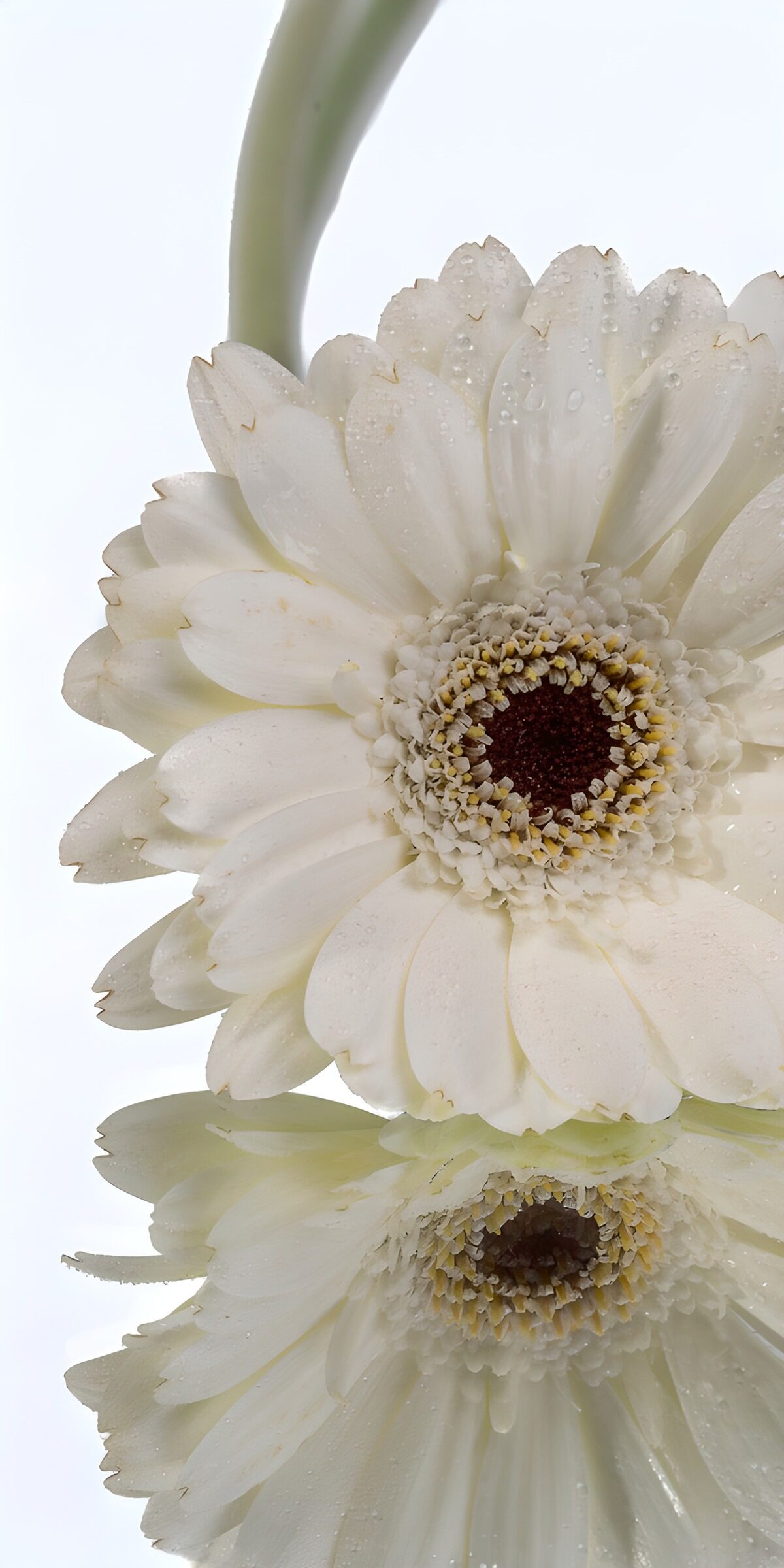 Gerbera bianca con gocce e riflesso