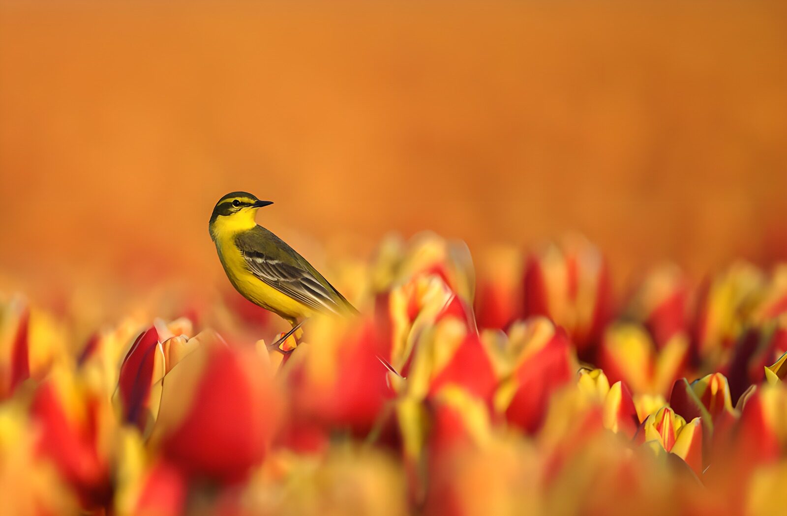 PDGIT6895961: Cutrettola tra tulipani al sole