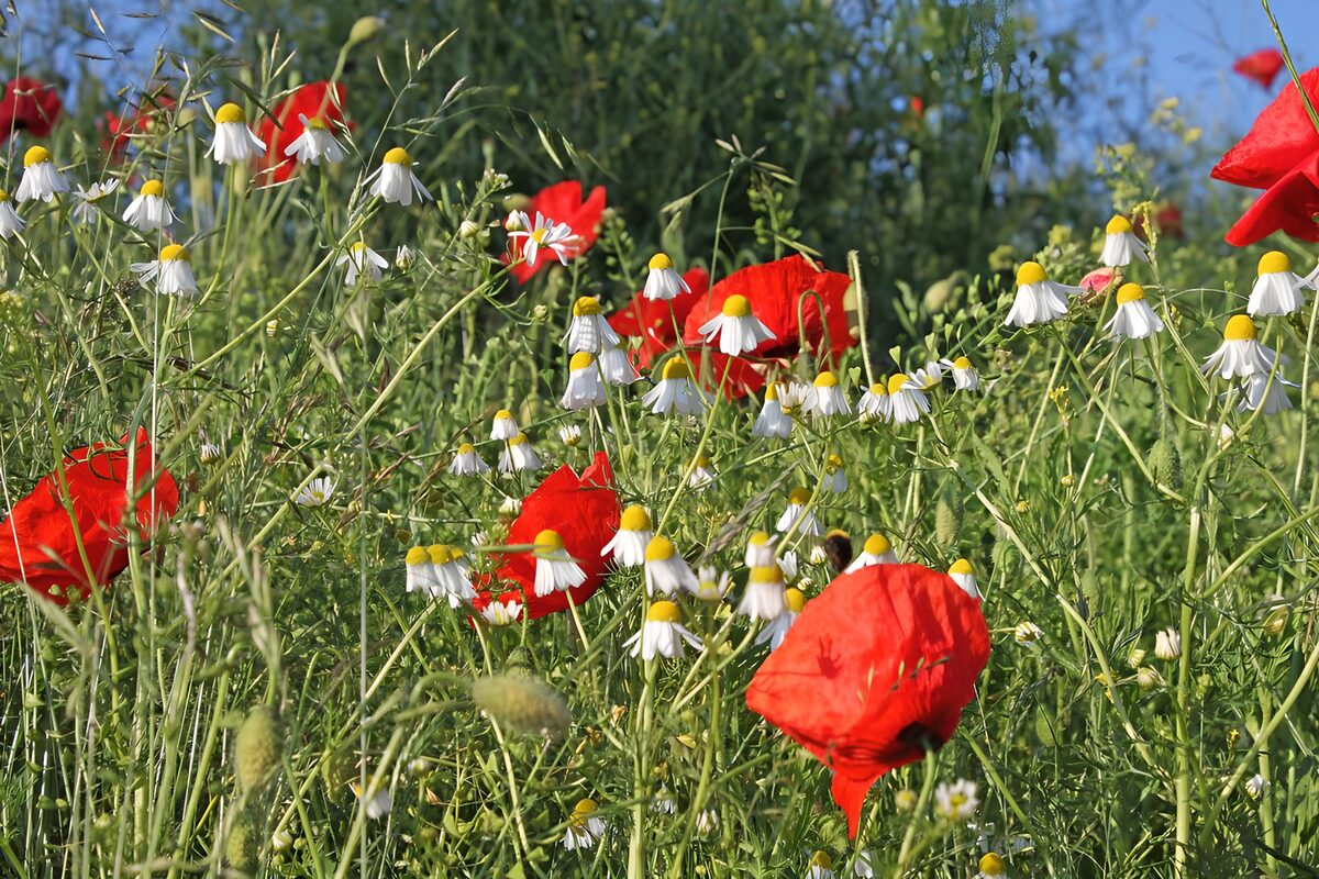 PDGIT9236299: Papaveri e fiori bianchi al sole