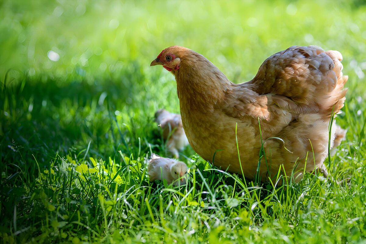 PDGIT9837993: Gallina e pulcini nell’erba al sole
