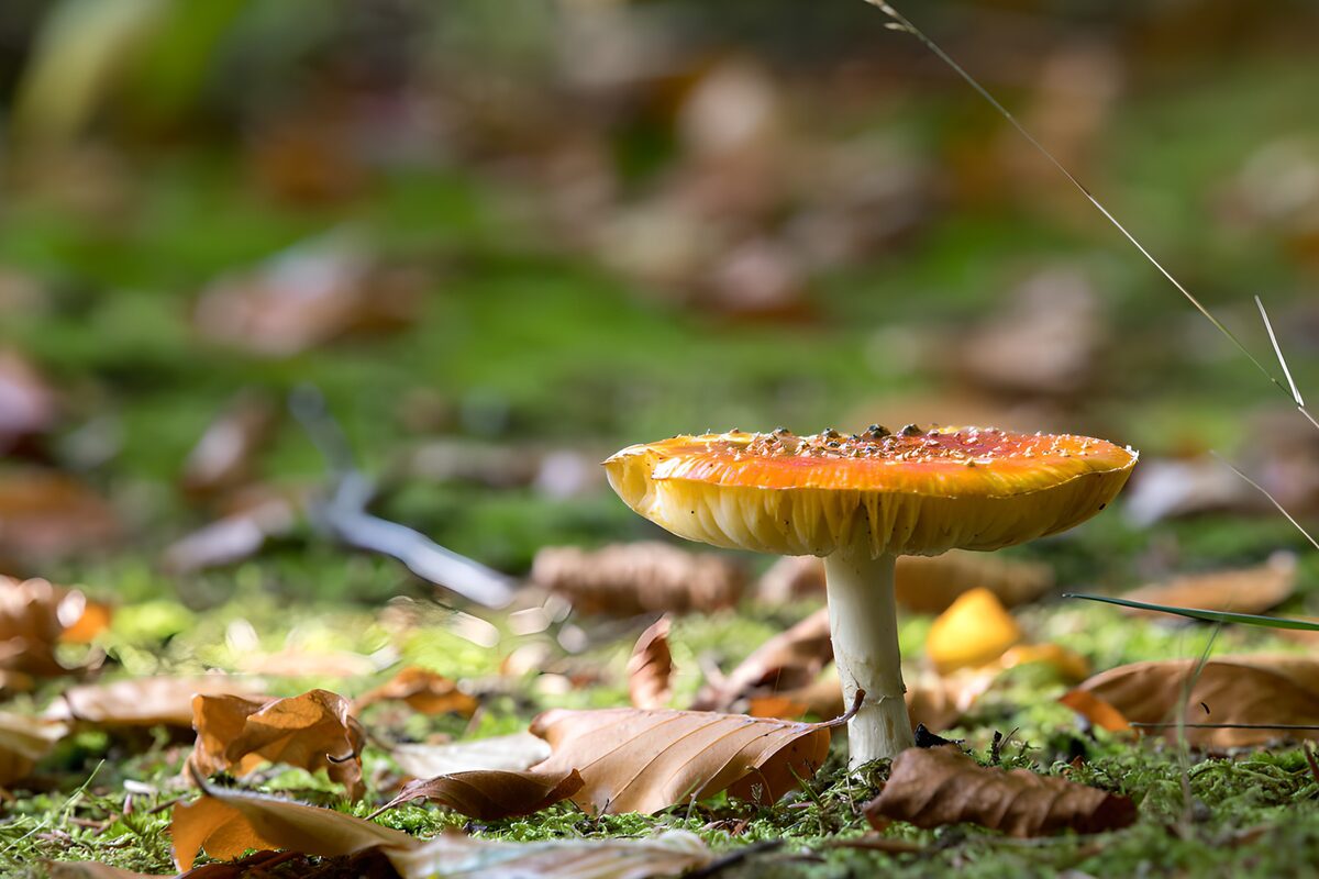 PDGIT7968132: Fungo arancione tra muschio e foglie d’autunno