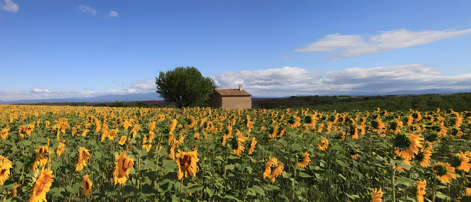 PDGIT3371531: Casa e albero nel campo di girasoli