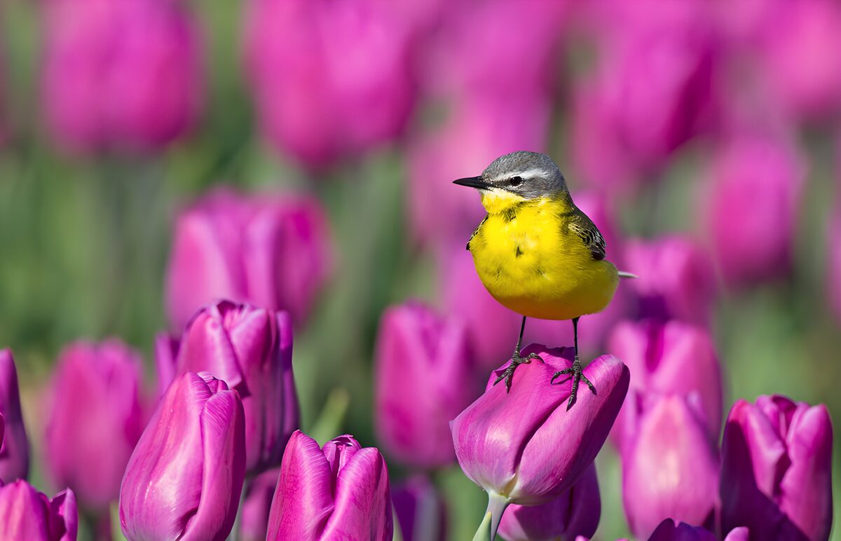 PDGIT8346727: Cutrettola su un tulipano rosa al sole