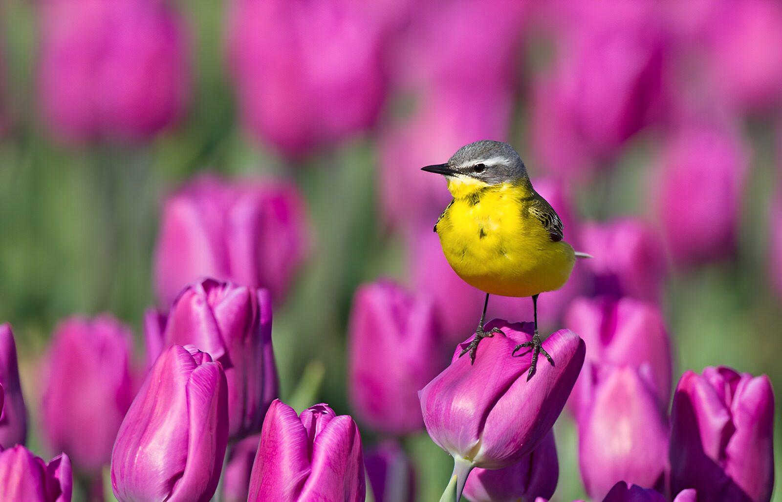 PDGIT8346727: Cutrettola su un tulipano rosa al sole