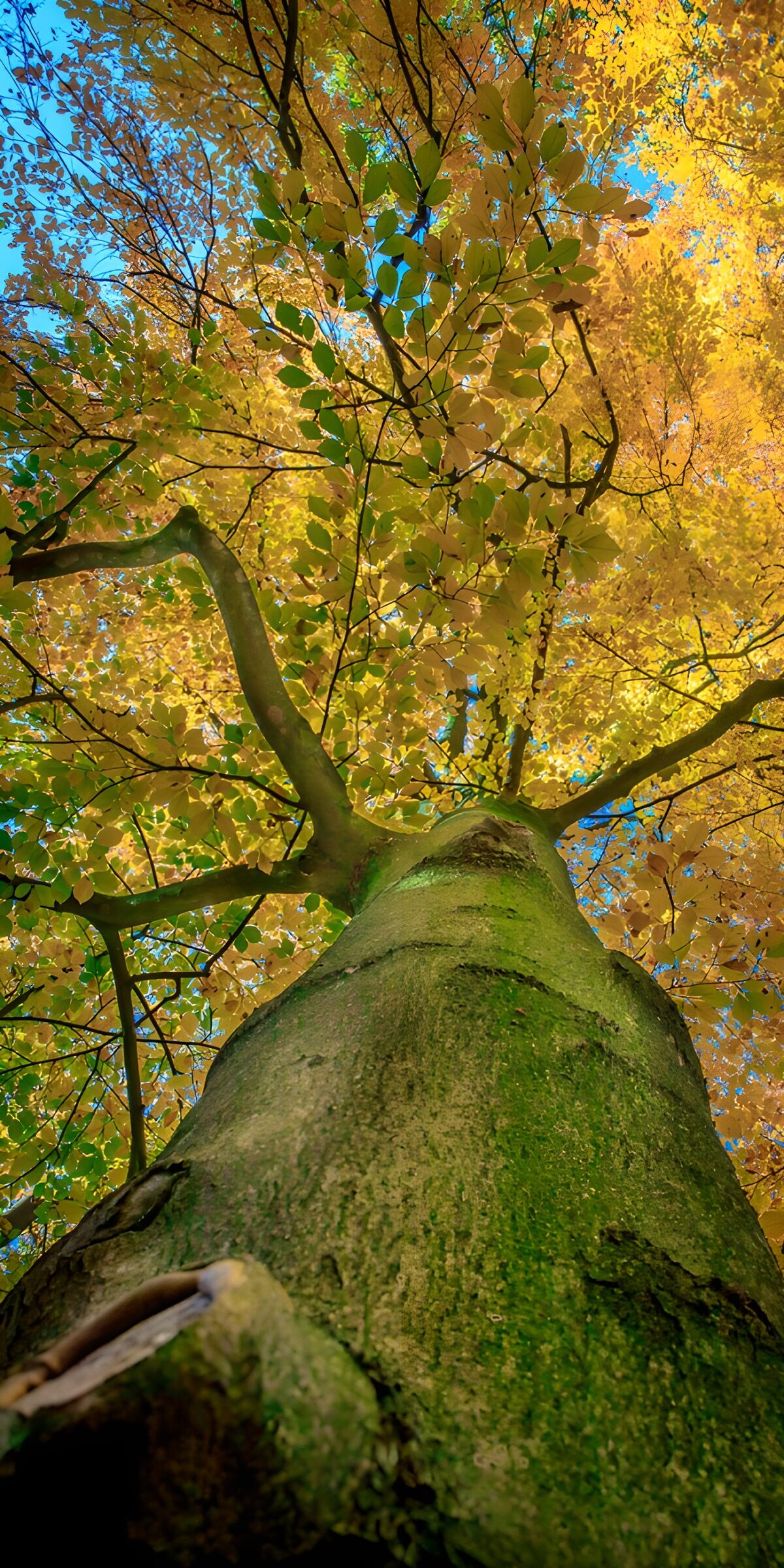 PDGIT6699012: Dal tronco alla chioma dorata d’autunno