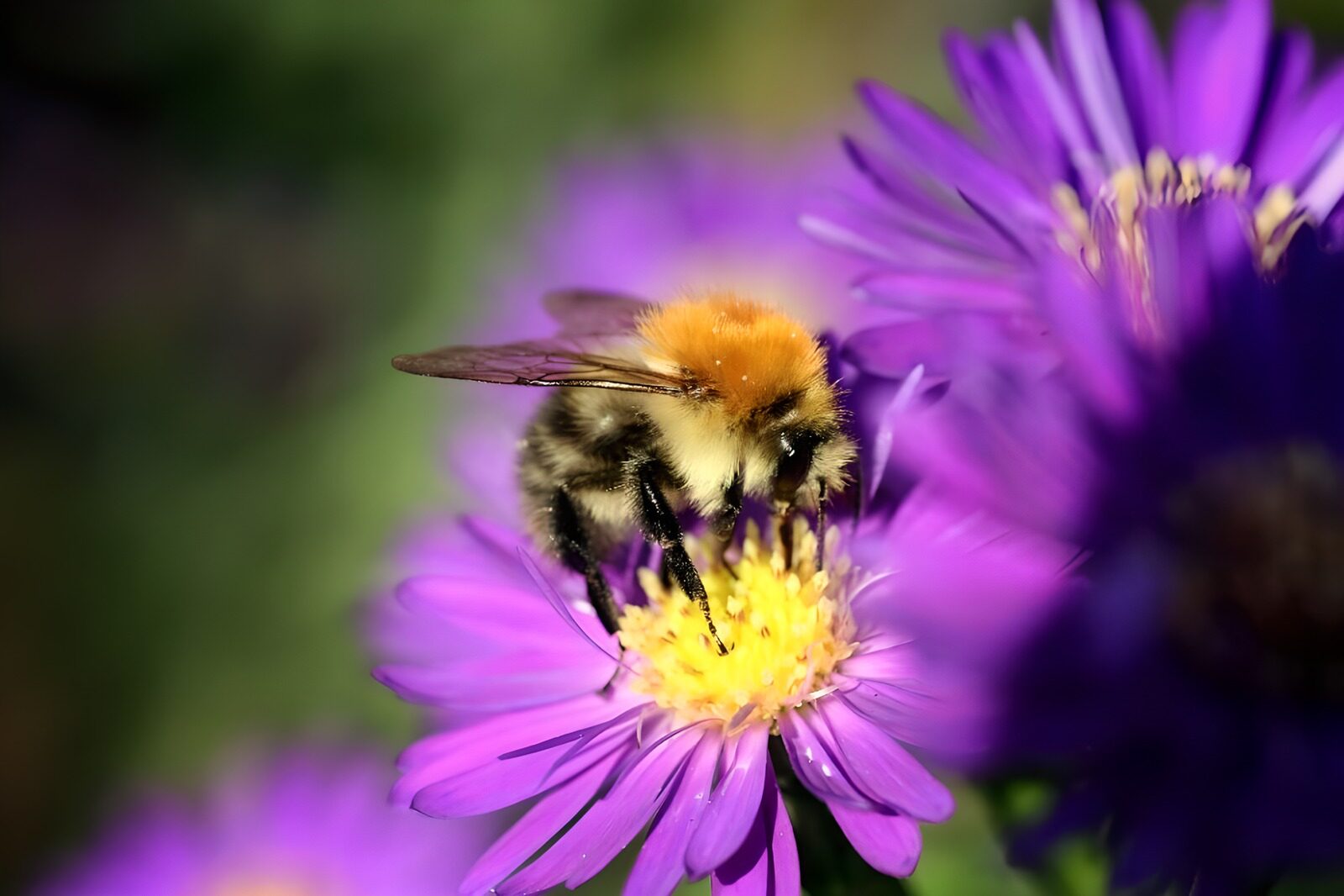 PDGIT3634770: Bombo su un fiore viola
