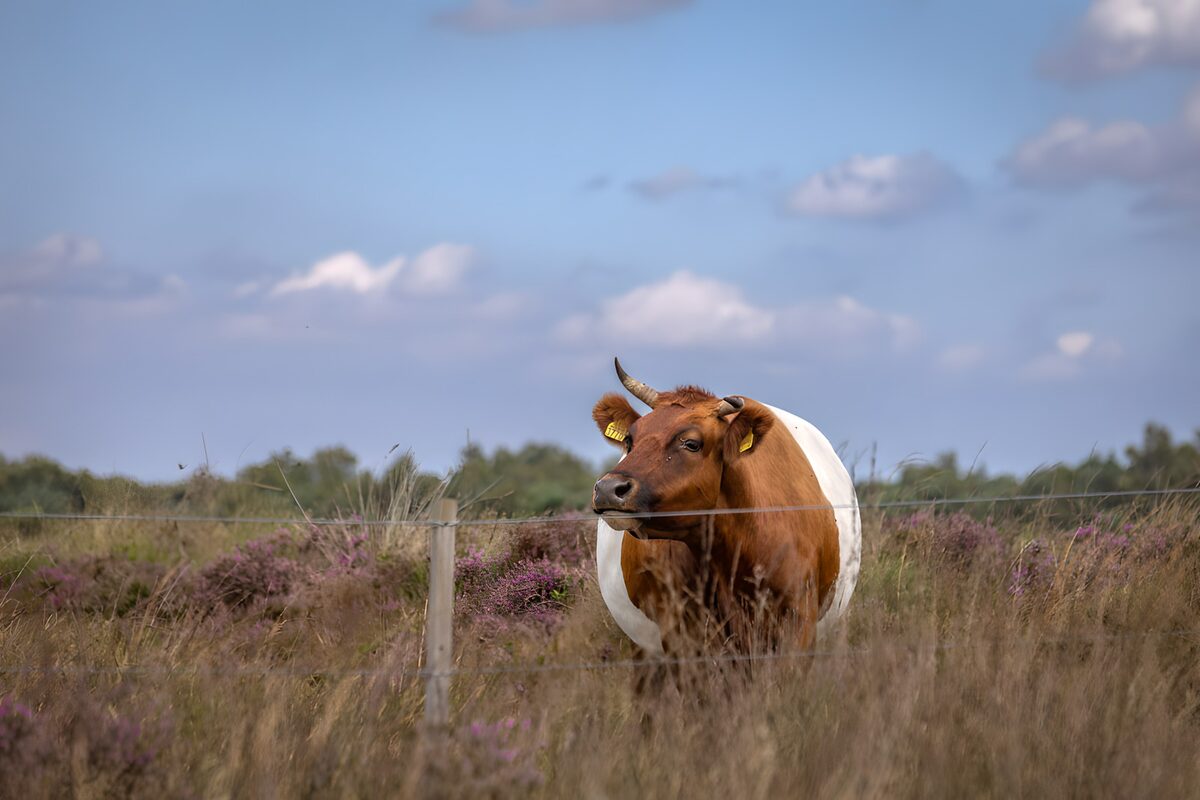 PDGIT9759970: Mucca bruna tra l’erica in fiore