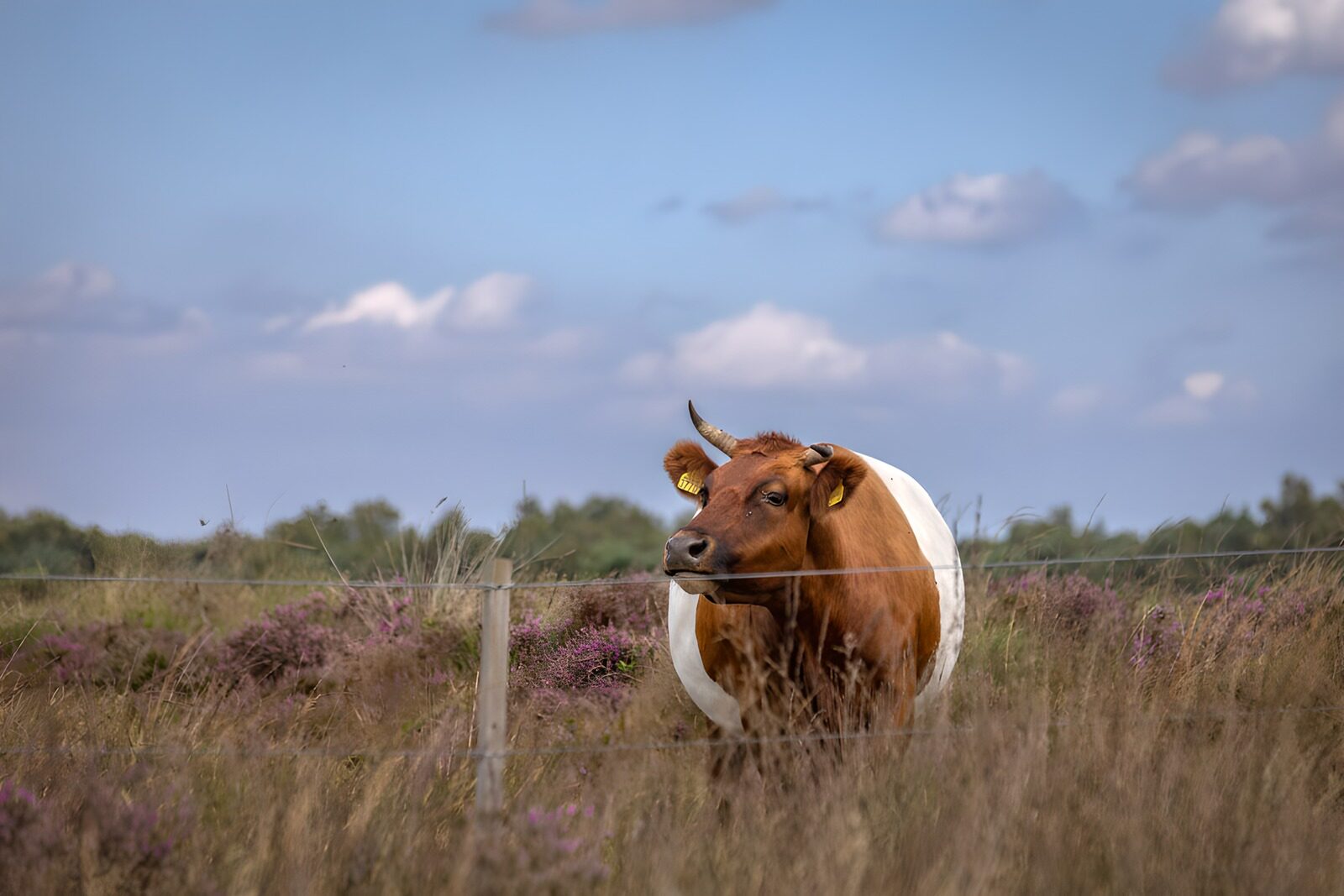 PDGIT9759970: Mucca bruna tra l’erica in fiore