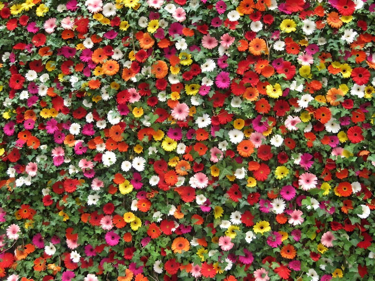 PDGIT7532076: Fiori multicolori in un abbraccio verde