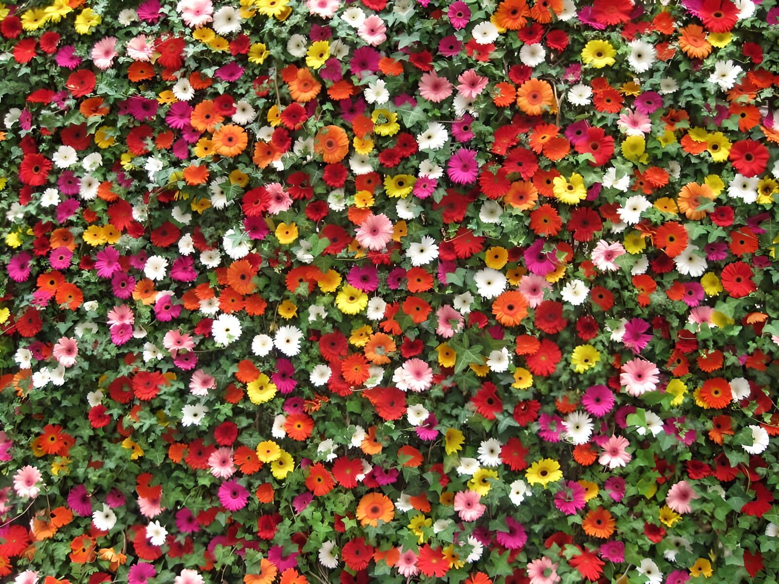 PDGIT7532076: Fiori multicolori in un abbraccio verde