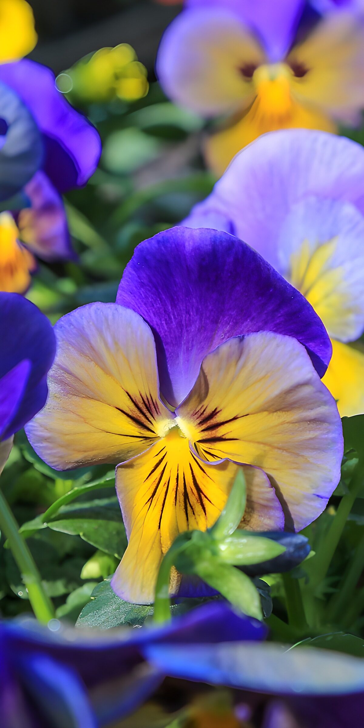 PDGIT5422645: Viole del pensiero tra giallo e viola