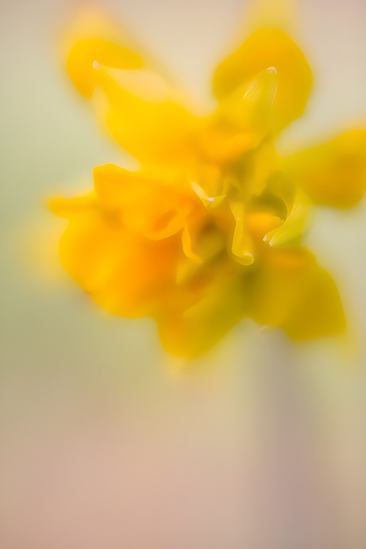 PDGIT9083407: Fiore giallo in una morbida sfocatura